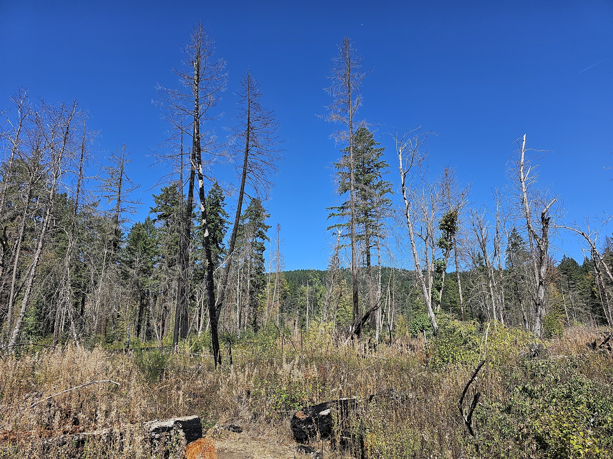 North Santiam State Recreation Area