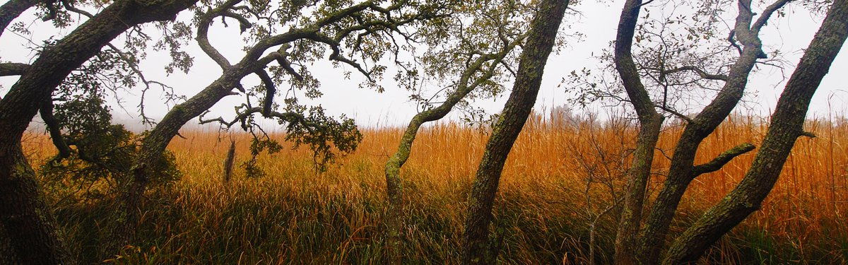 Carolina Beach State Park