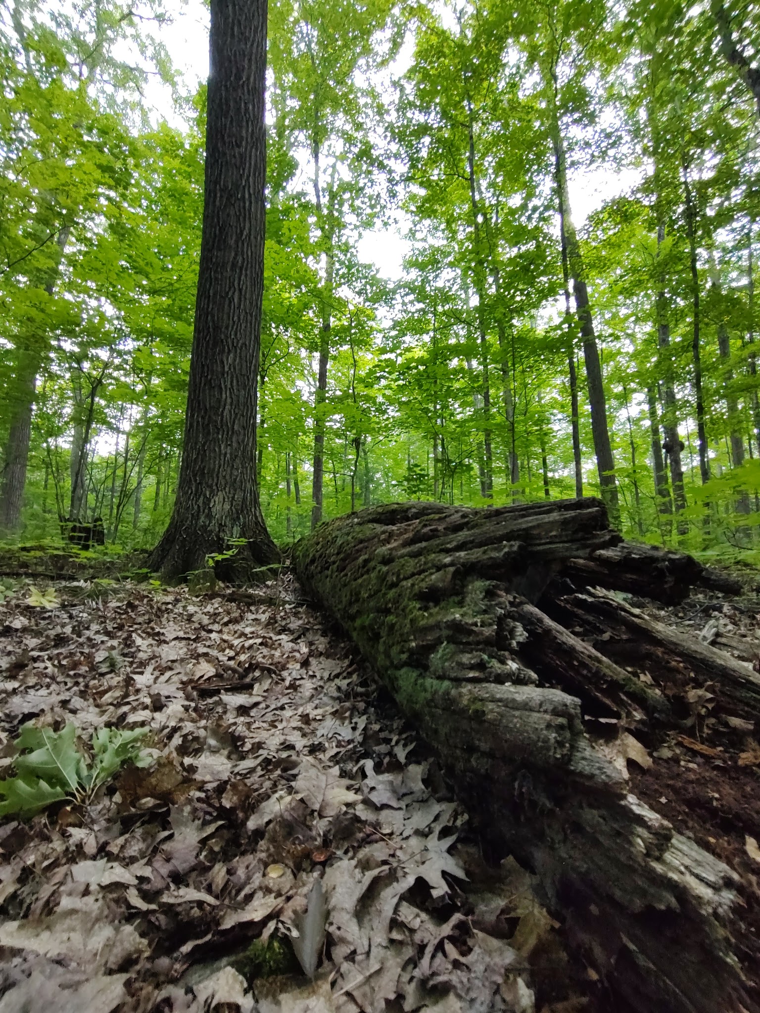 Northern Highland - American Legion State Forest