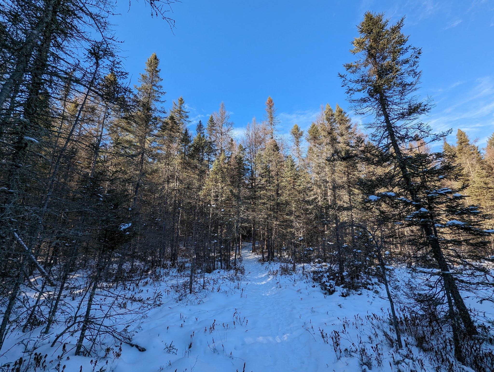 Northern Highland - American Legion State Forest