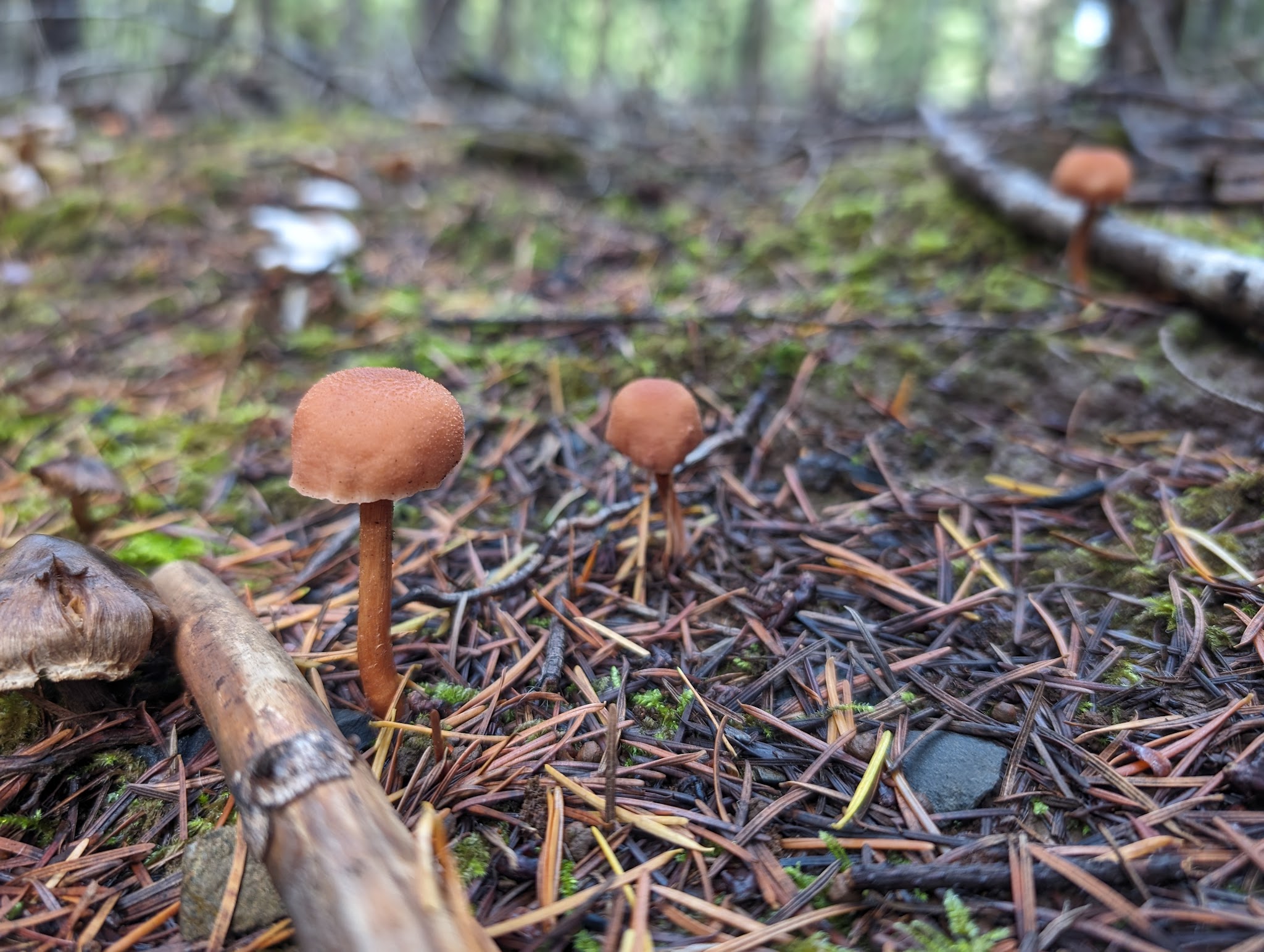 Aspen Ridge Natural Crup Campground