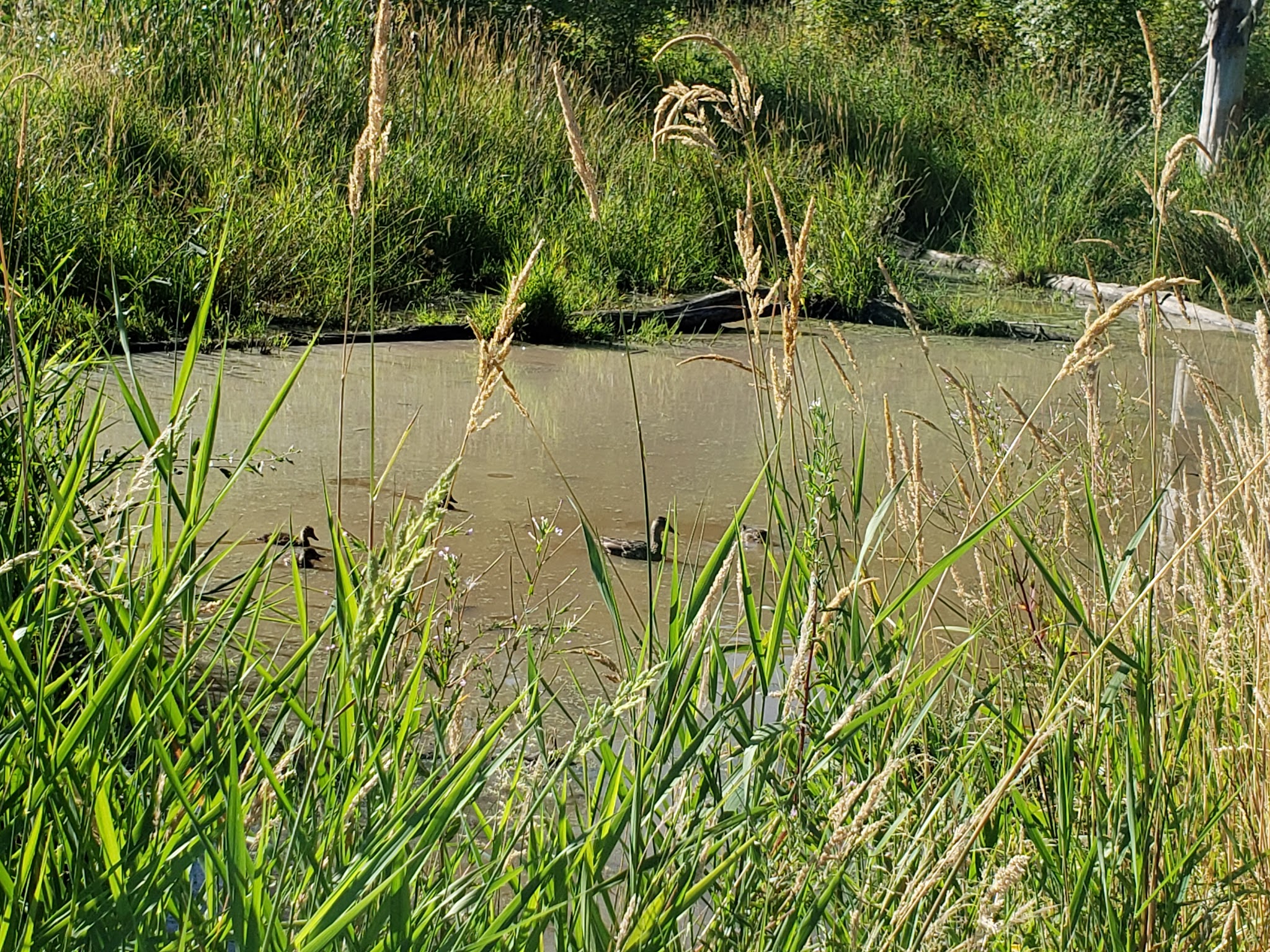 Aspen Ridge Natural Crup Campground