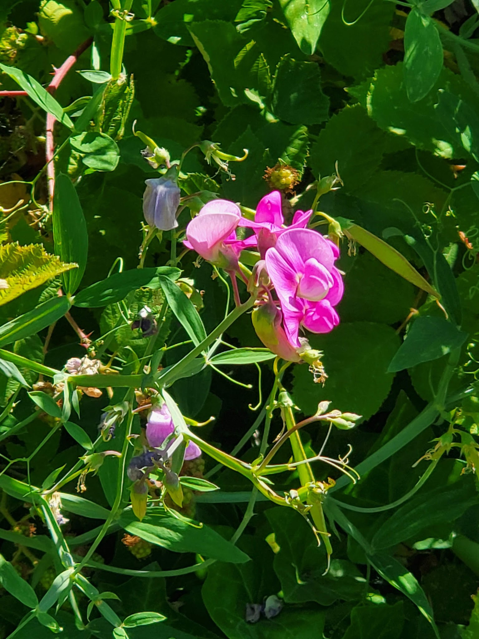 Aspen Ridge Natural Crup Campground
