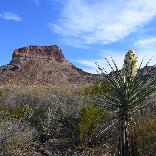 Big Bend Backcountry Camping