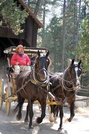 Wawona Horse Campsites