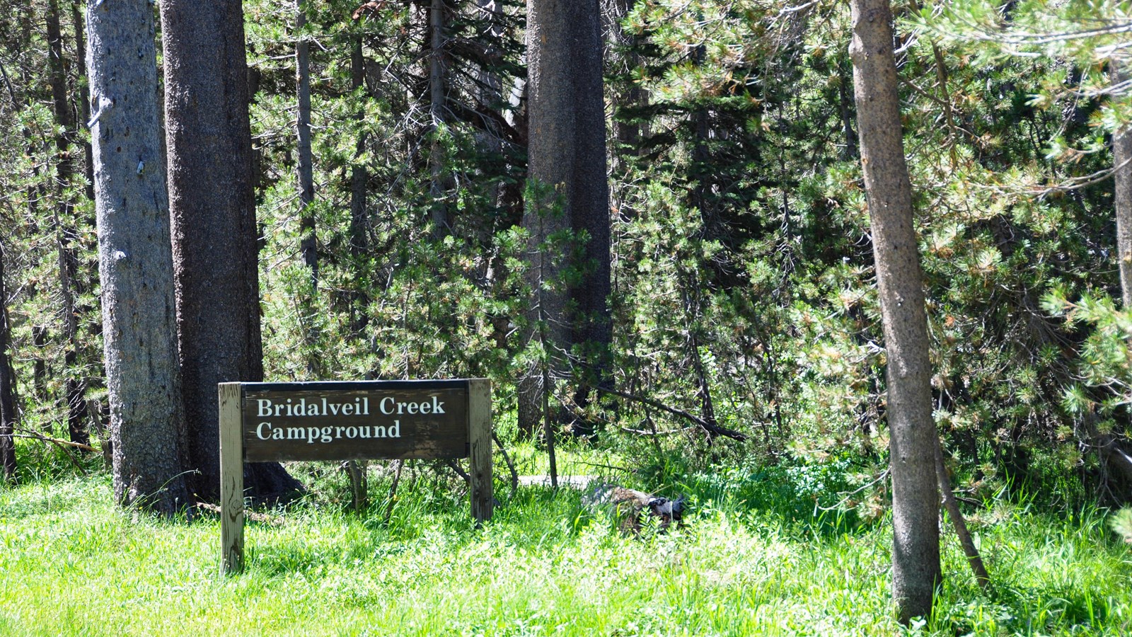 Bridalveil Creek Campground