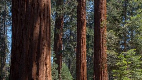 Lodgepole Campground-Sequoia And Kings Canyon National Park