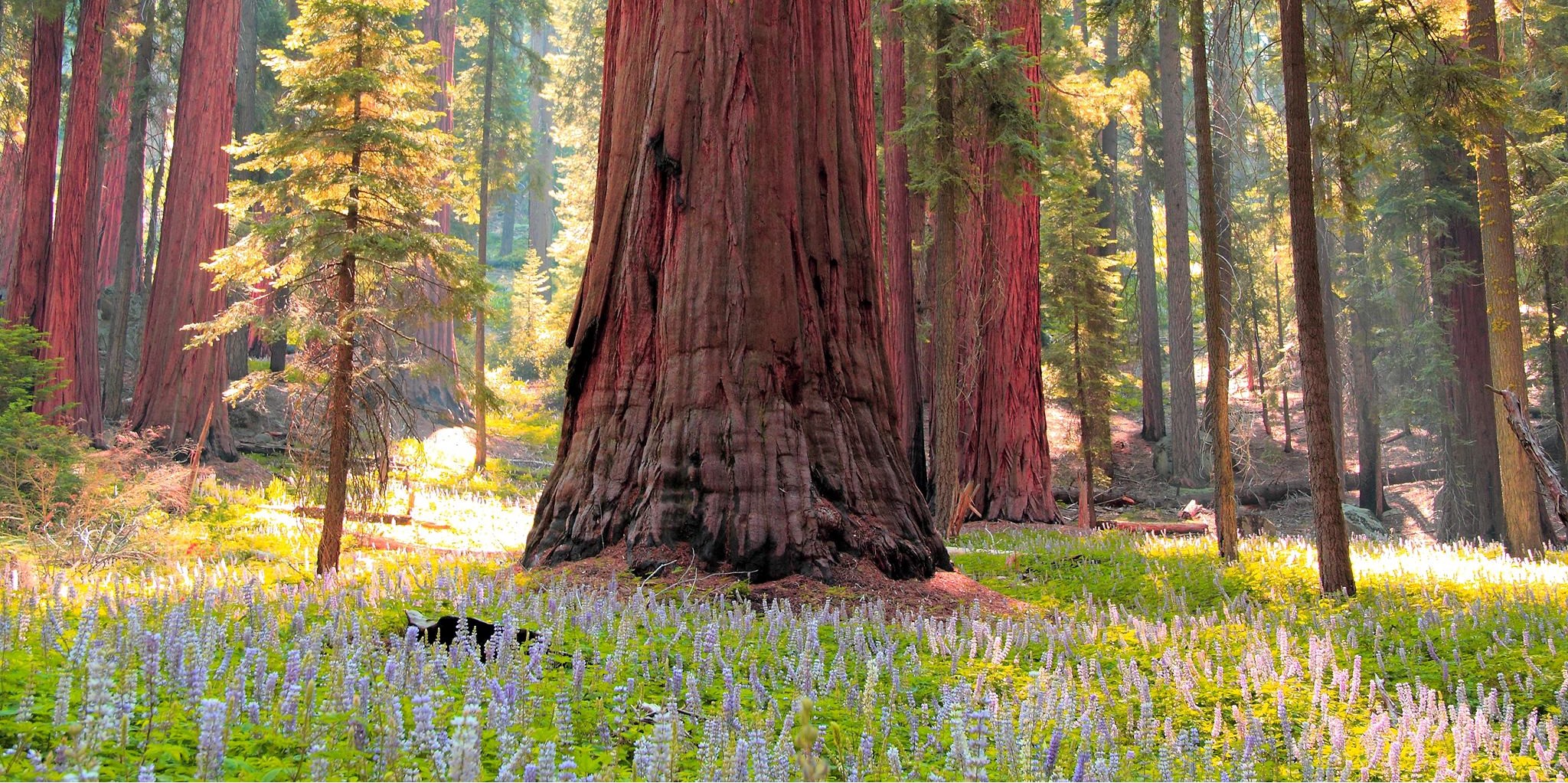 Lodgepole Campground-Sequoia And Kings Canyon National Park