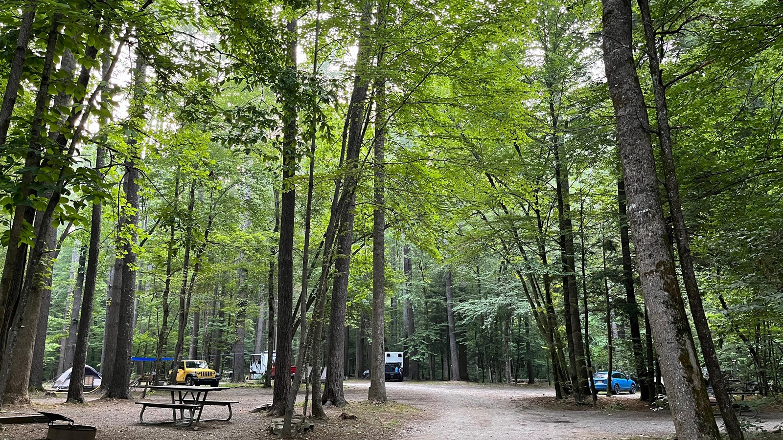 Cataloochee Horse Camp