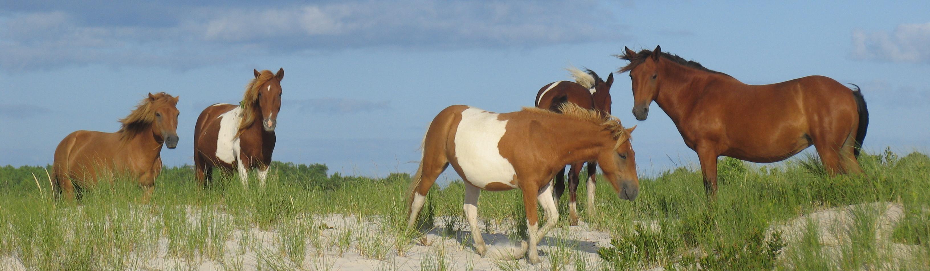 Assateague Island National Seashore Campground
