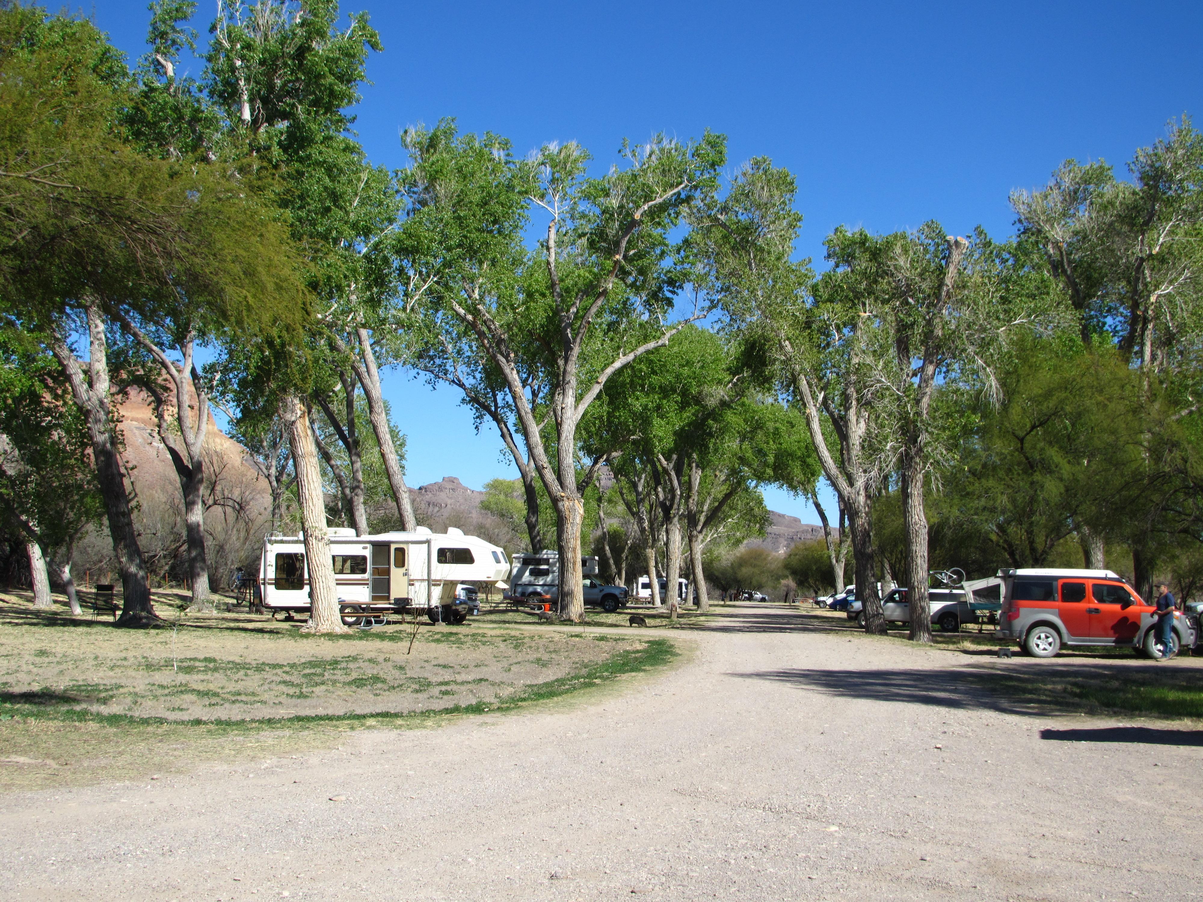 Cottonwood (Big Bend, Tx)
