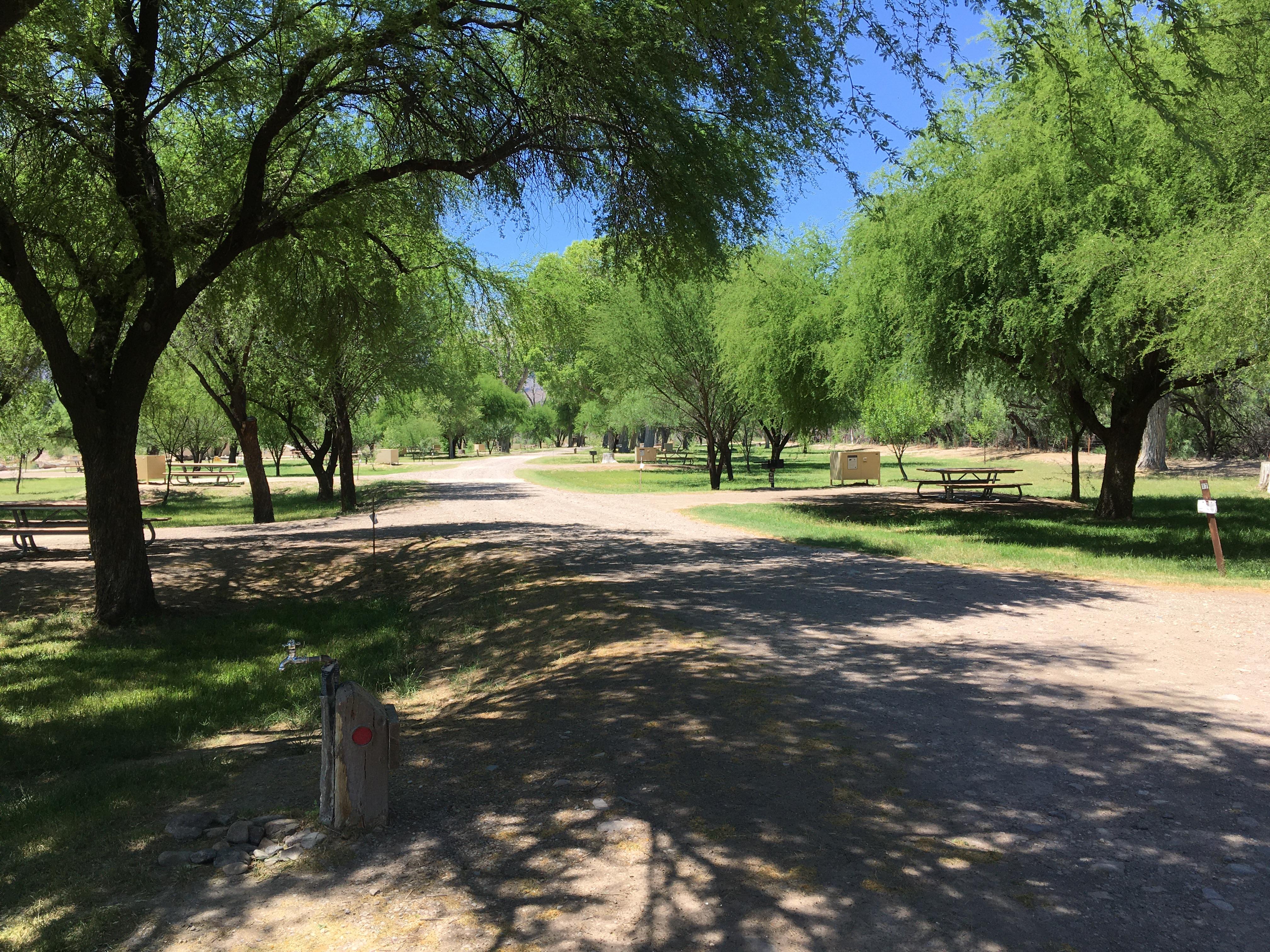 Cottonwood (Big Bend, Tx)