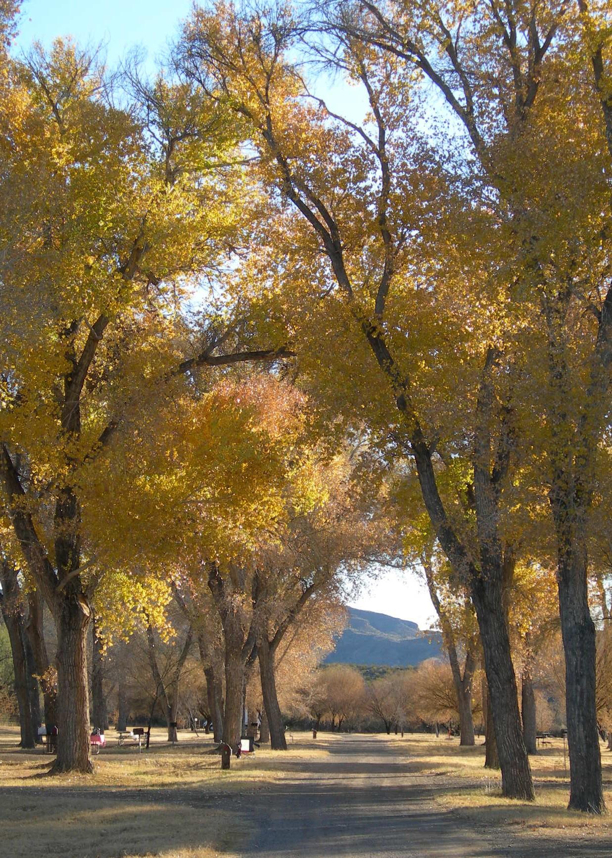 Cottonwood (Big Bend, Tx)