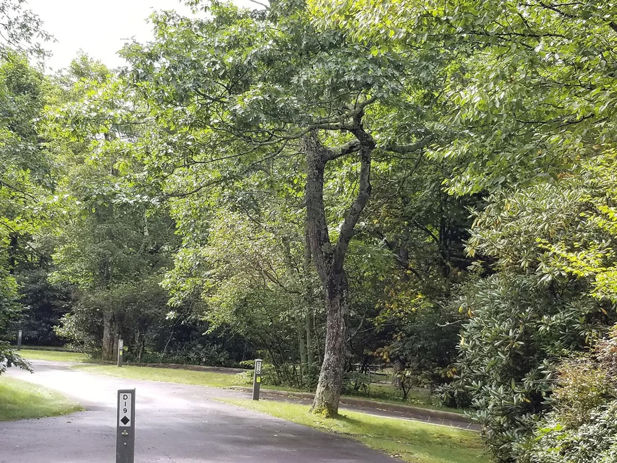 Mount Pisgah Campground