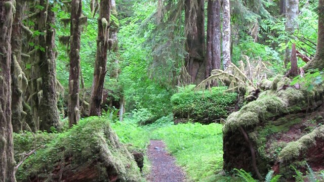 Hoh Rainforest Campground