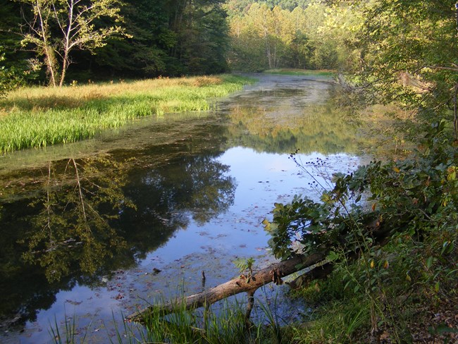 Prince William Forest Rv Campground