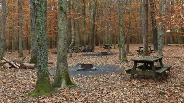 Prince William Forest Rv Campground