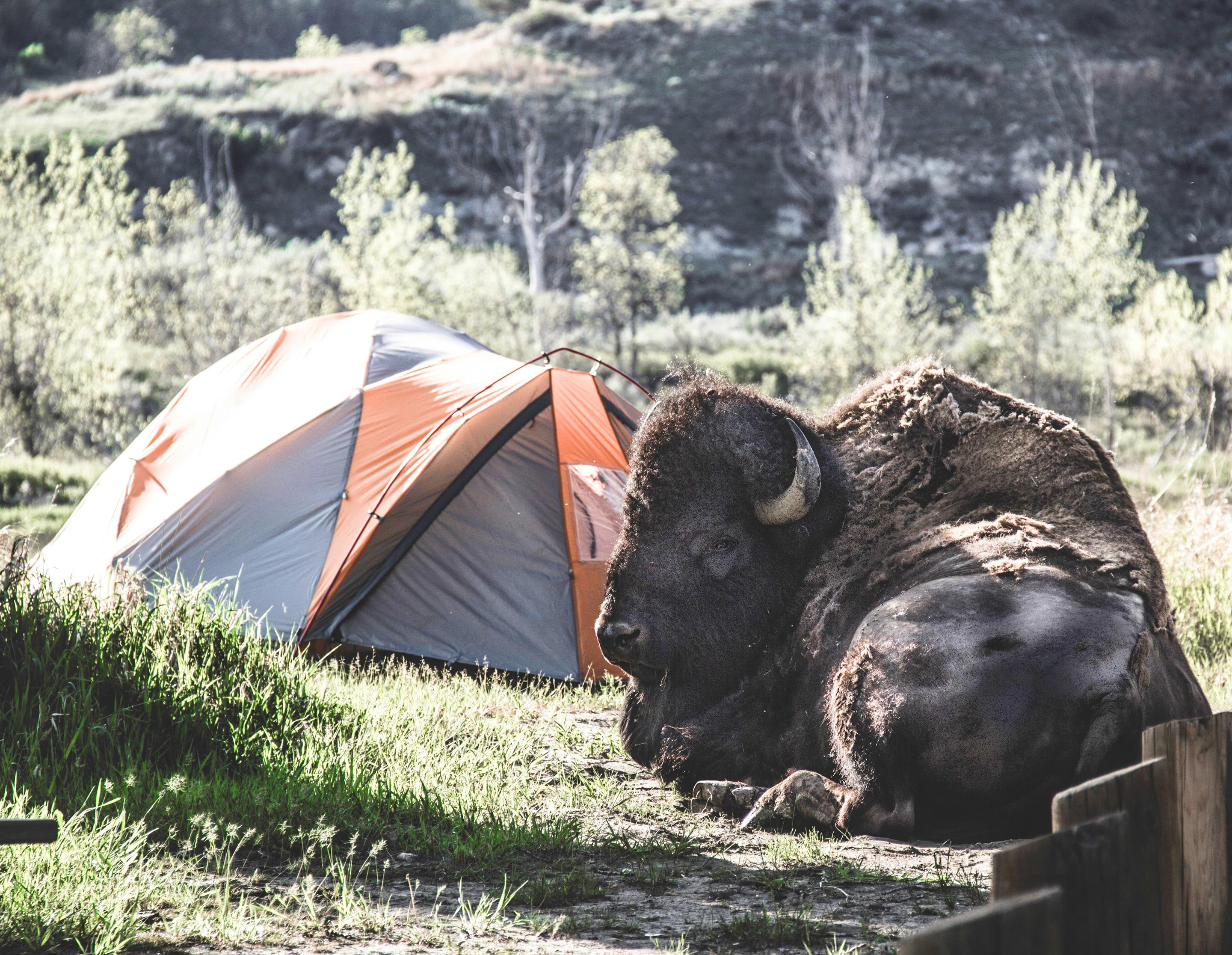 Juniper Campground Group Site (Nd)