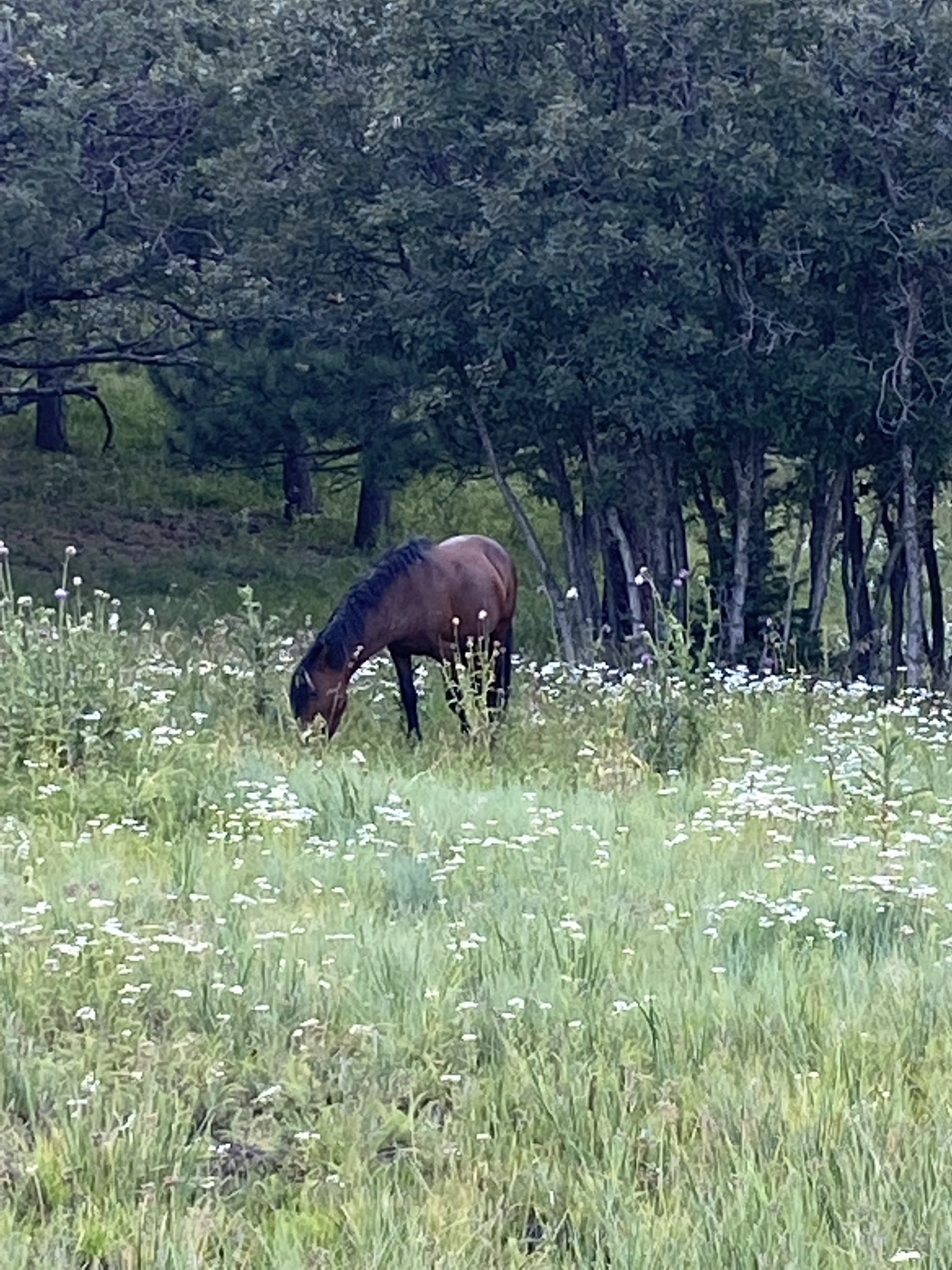 Oak Grove Campground