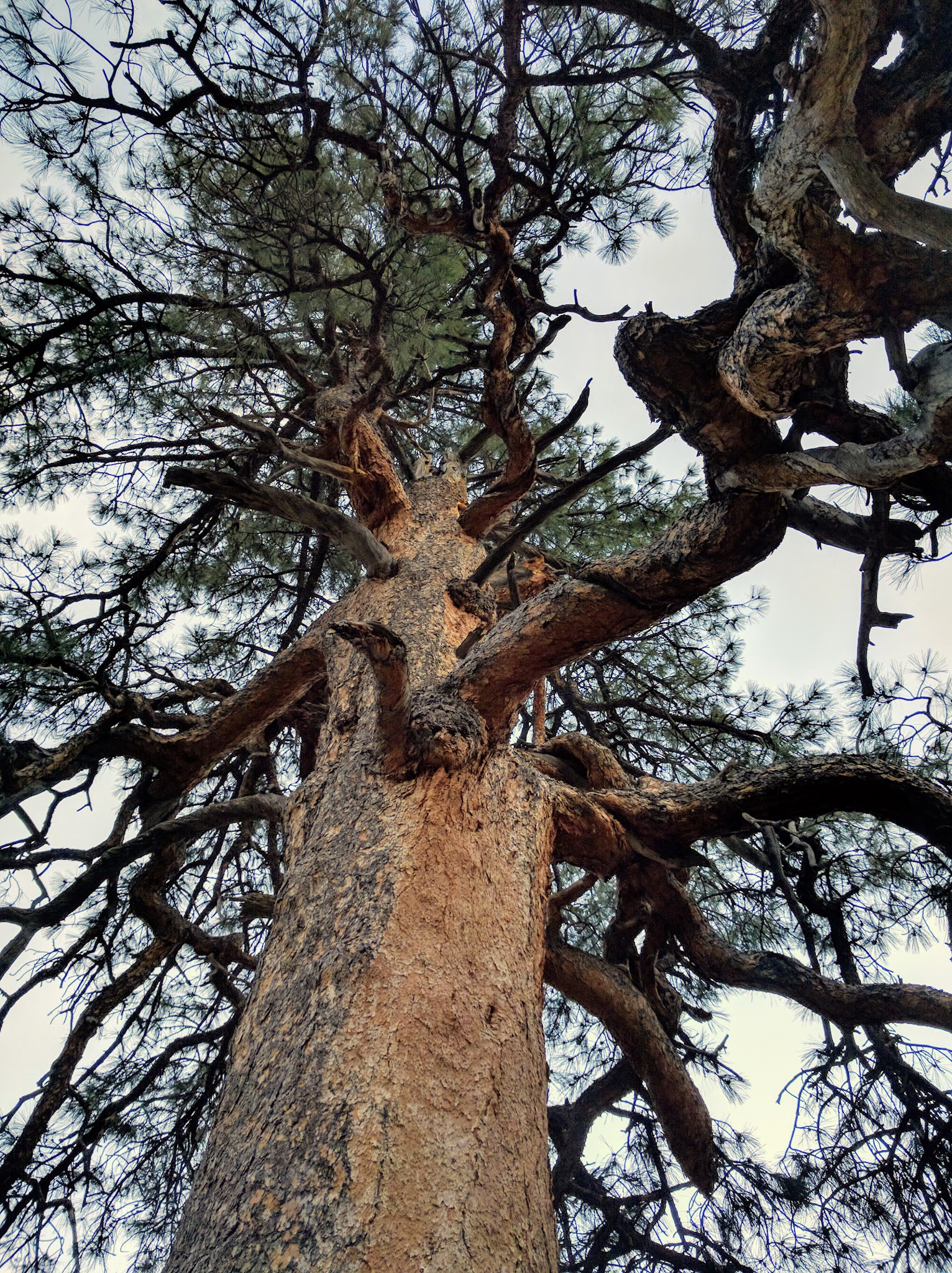 Effie Beckstrom East Group Campground