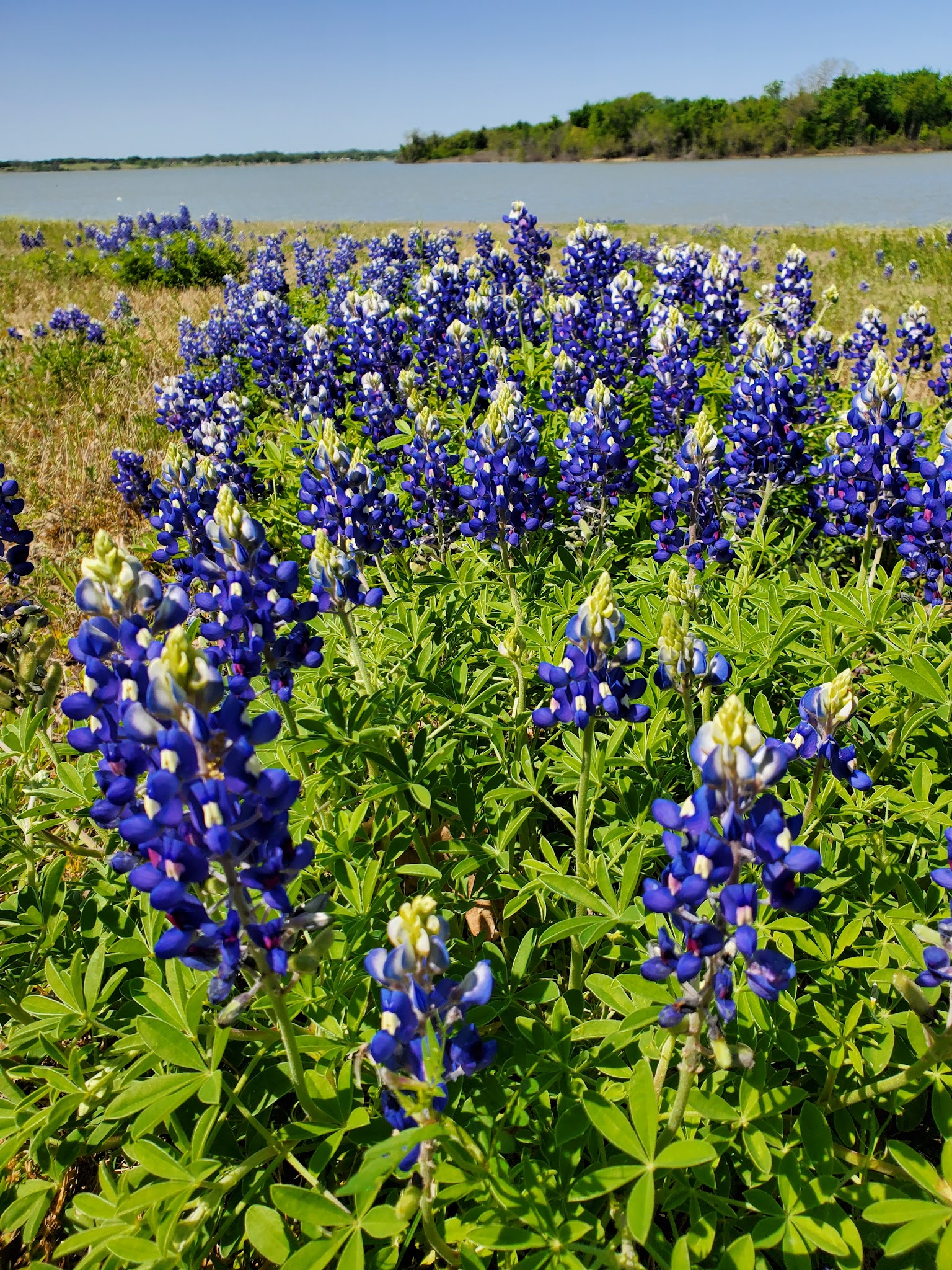 Oak (Navarro Mills Lake)