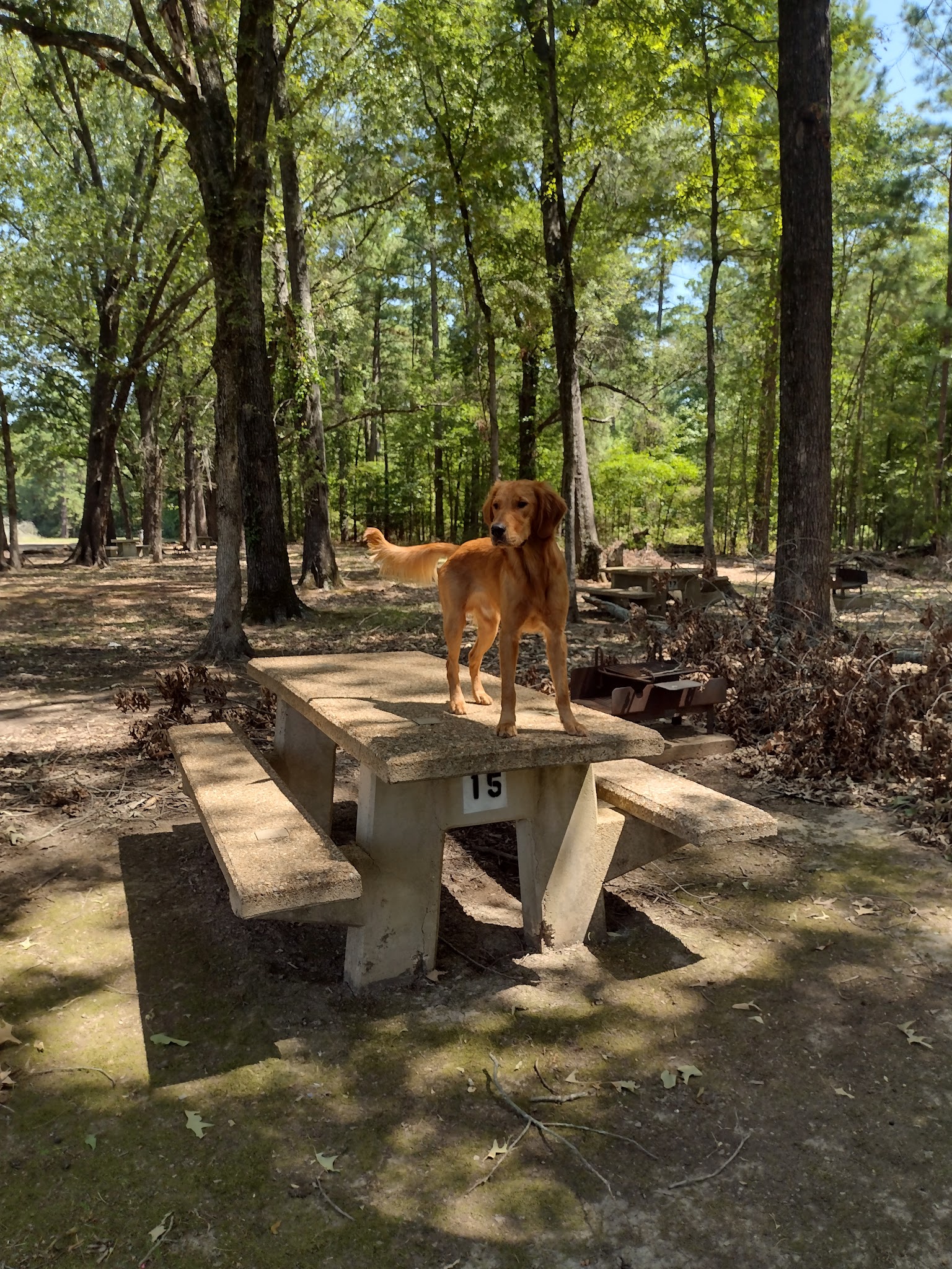 Oak Park (Wright Patman Lake)