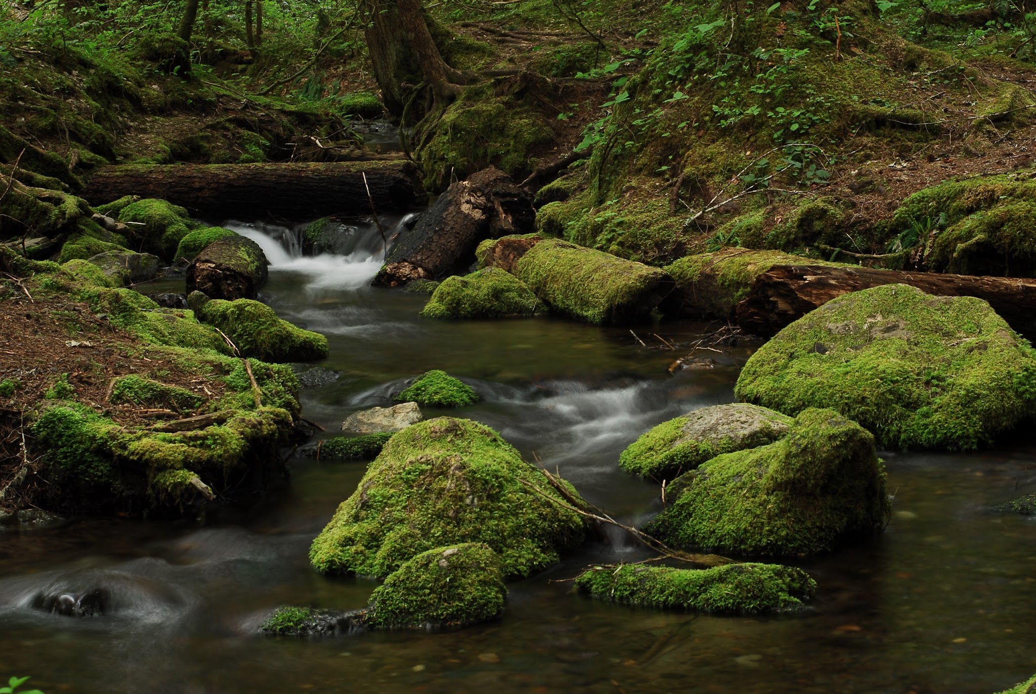 Ohanapecosh Group Campground