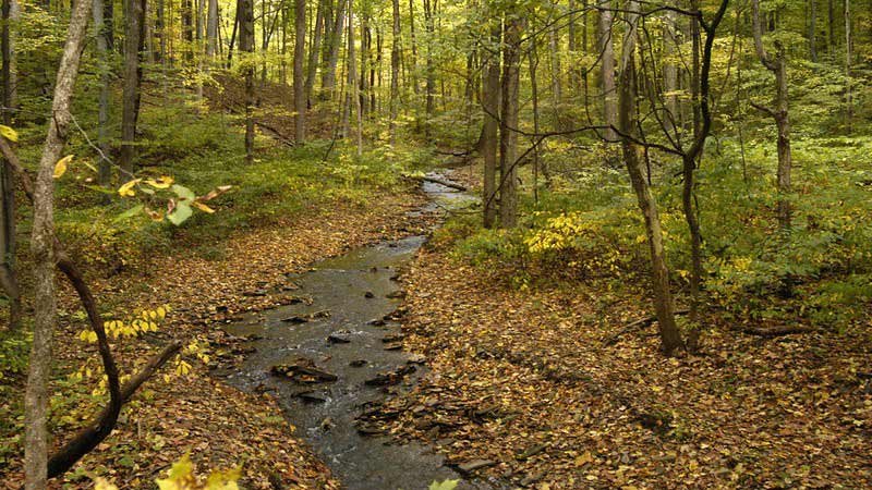 Dillon Equestrian Camp