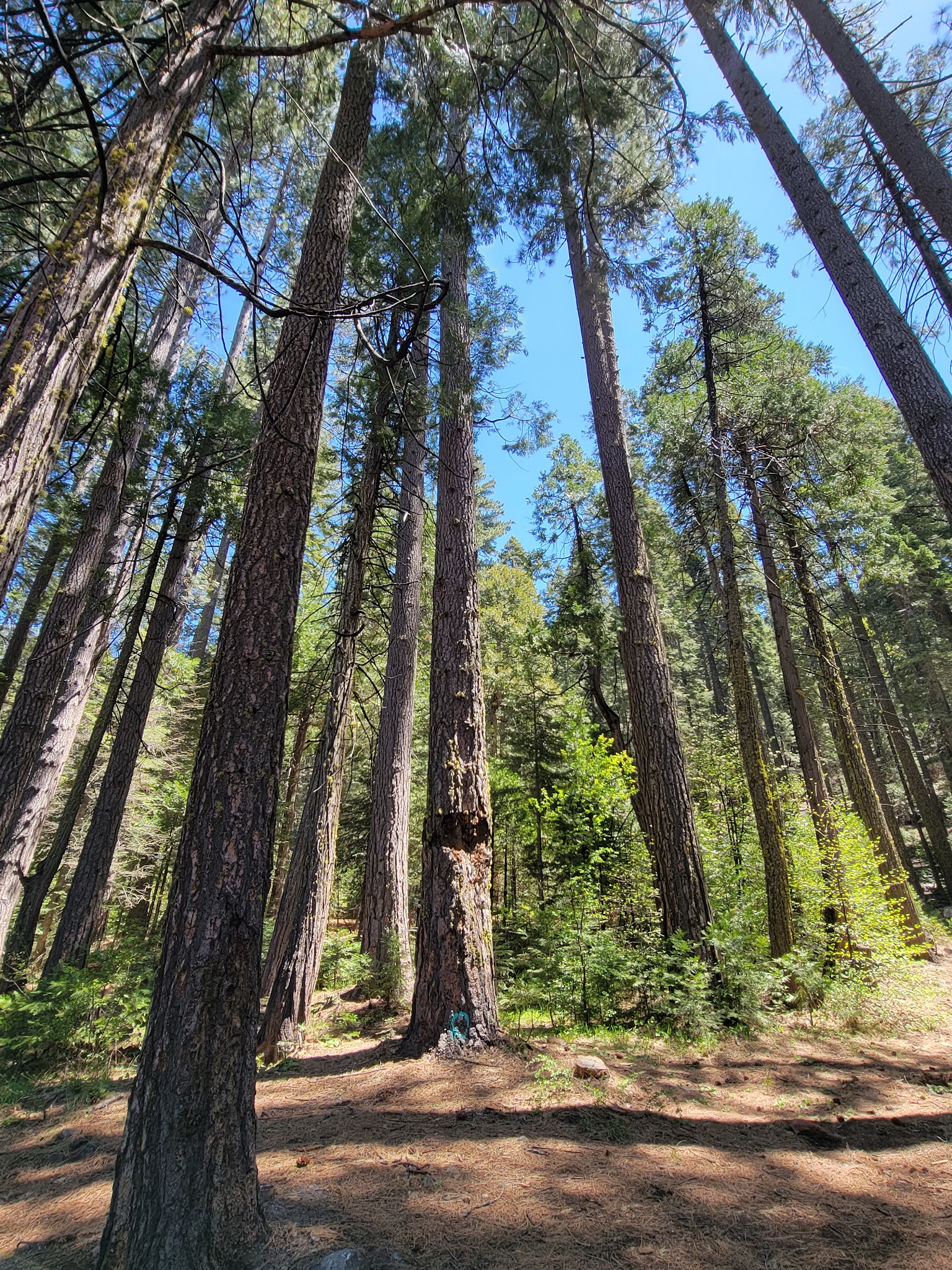 Onion Valley Campground