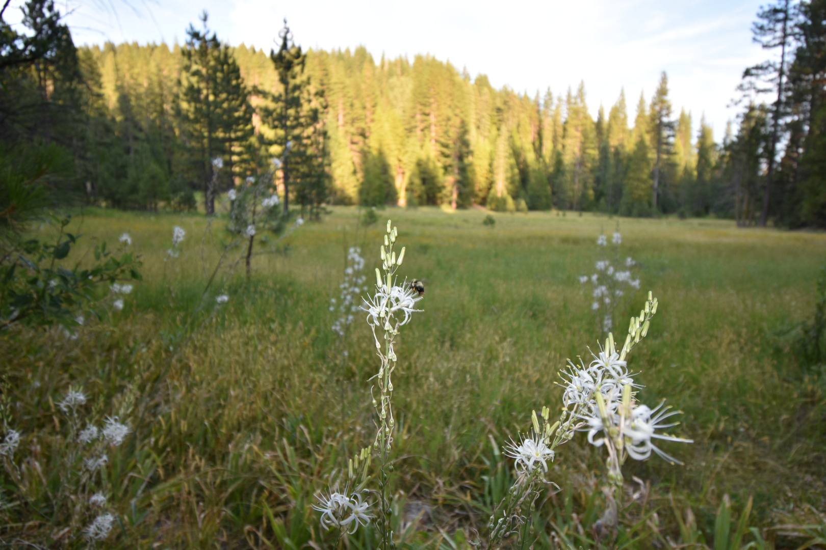 Onion Valley Campground