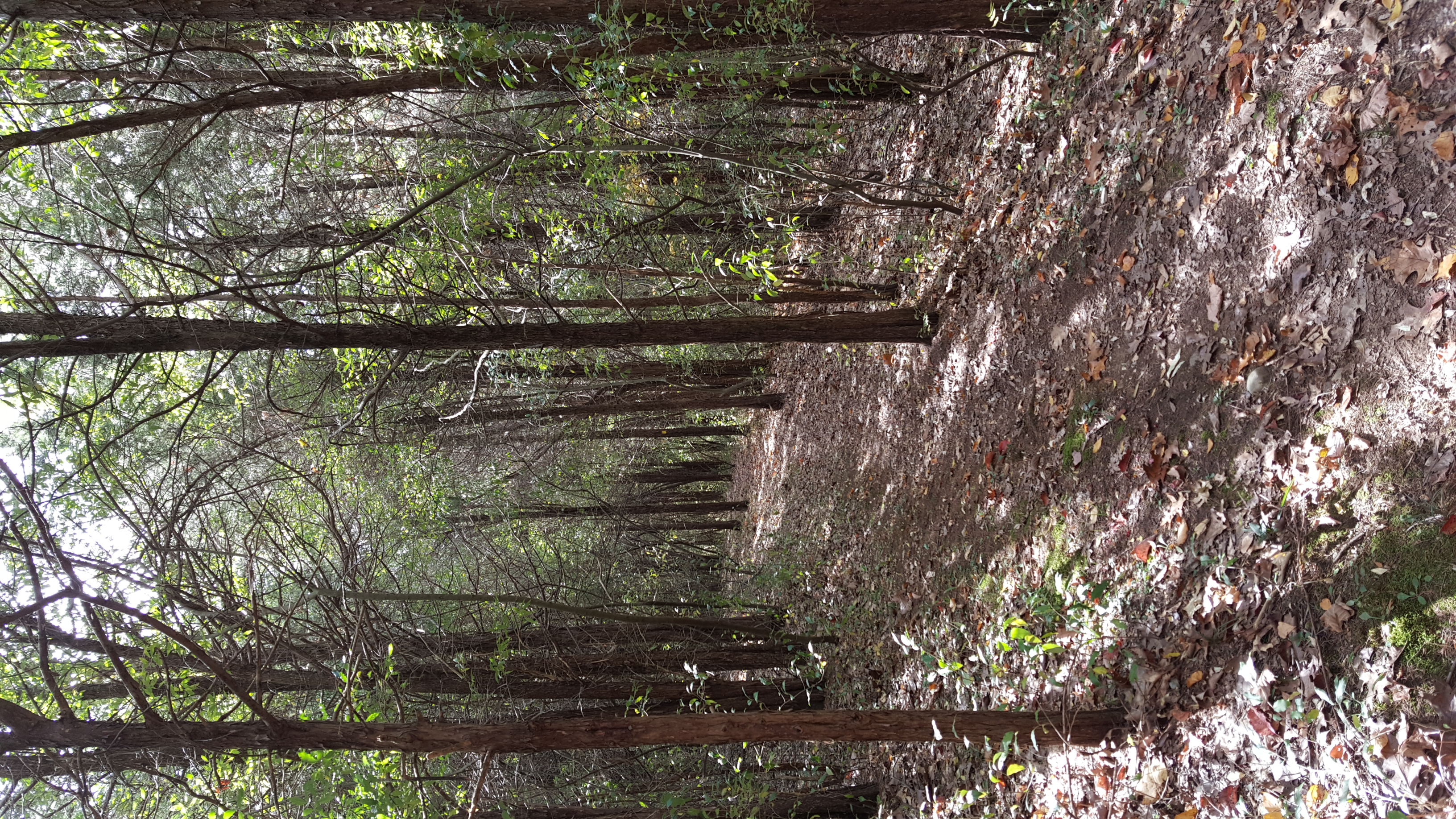 Wikimedia Commons