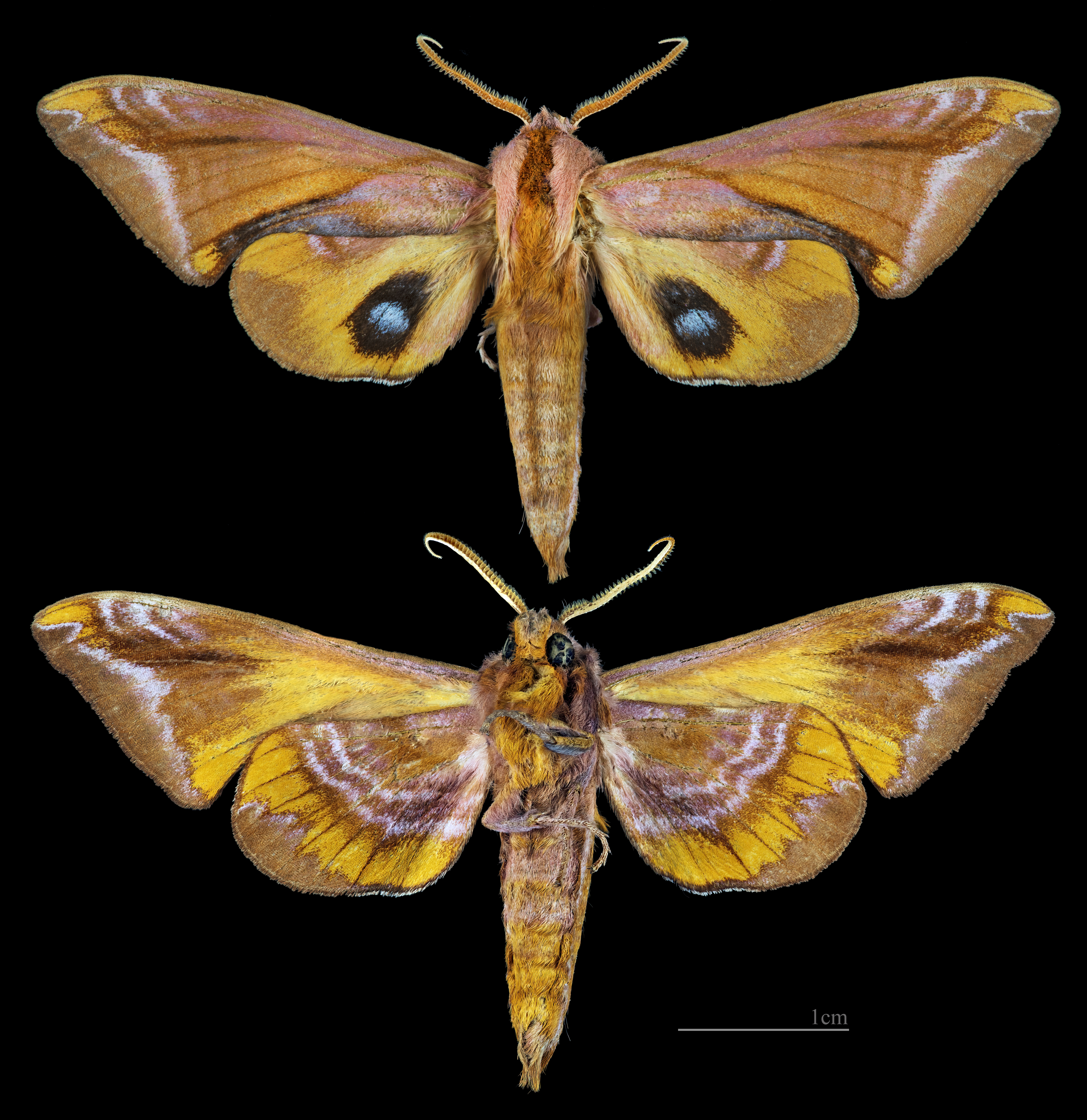 Wikimedia Commons
