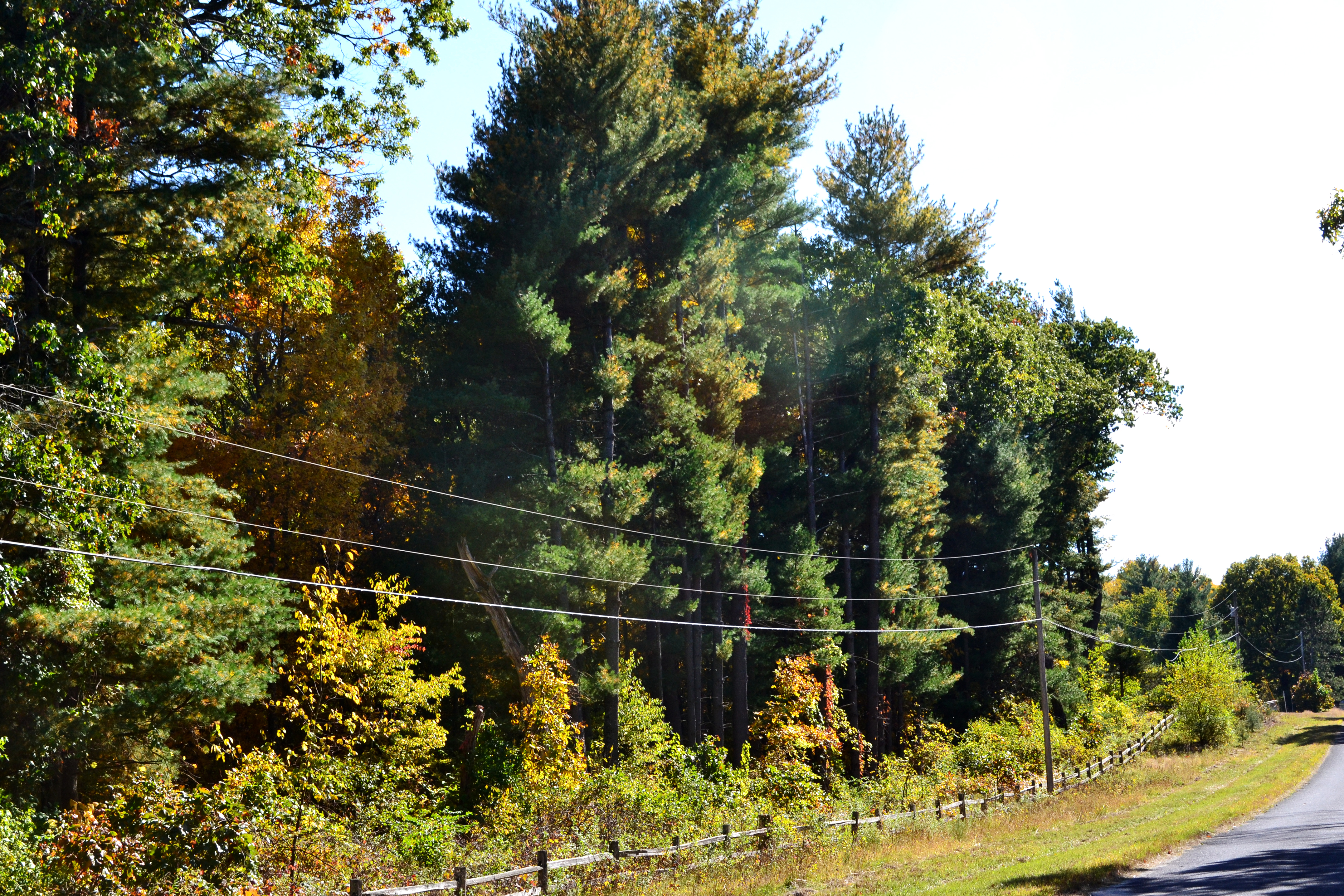 Sand Ridge State Forest Campground