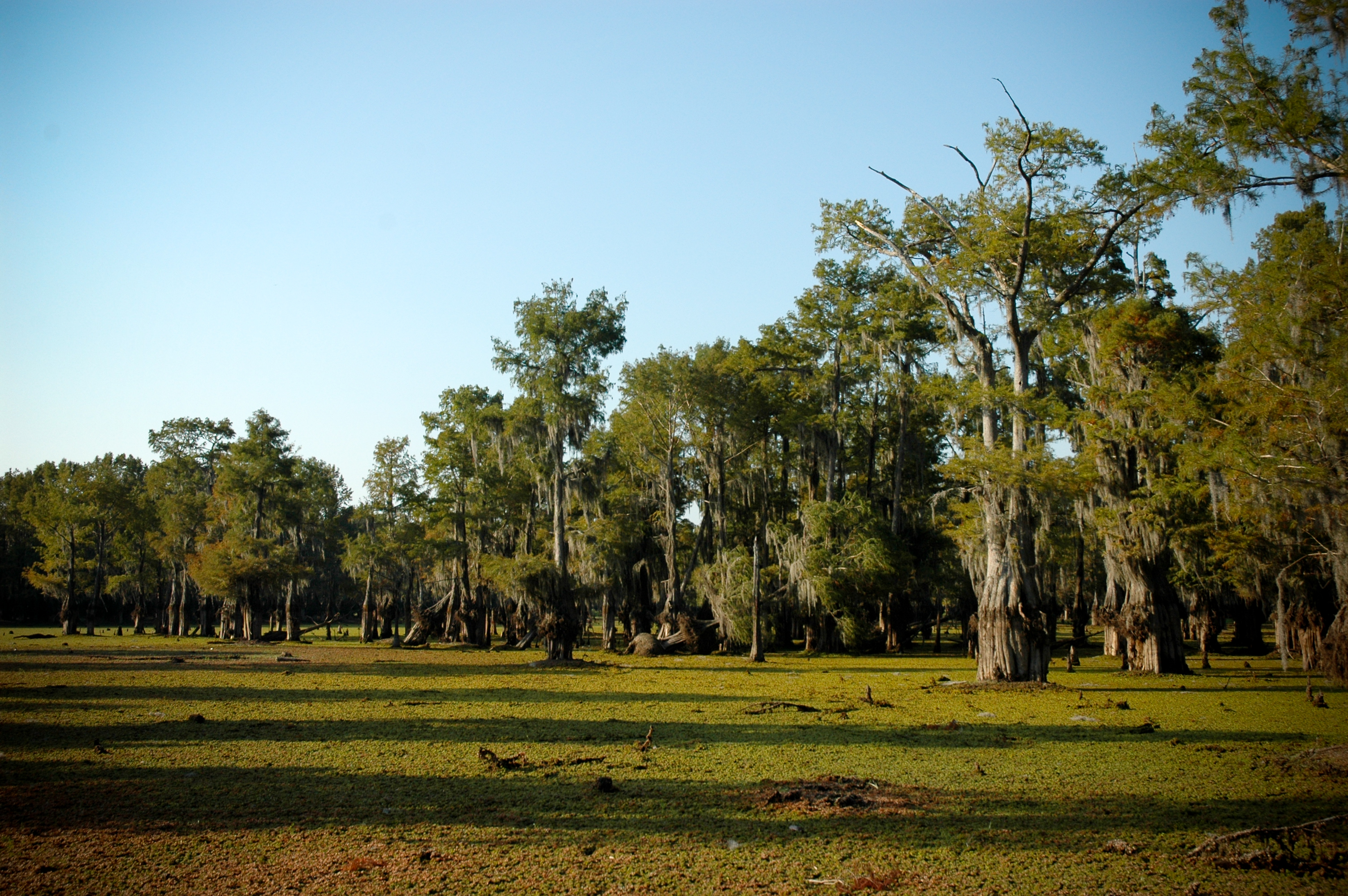 Lake Bistineau Campground
