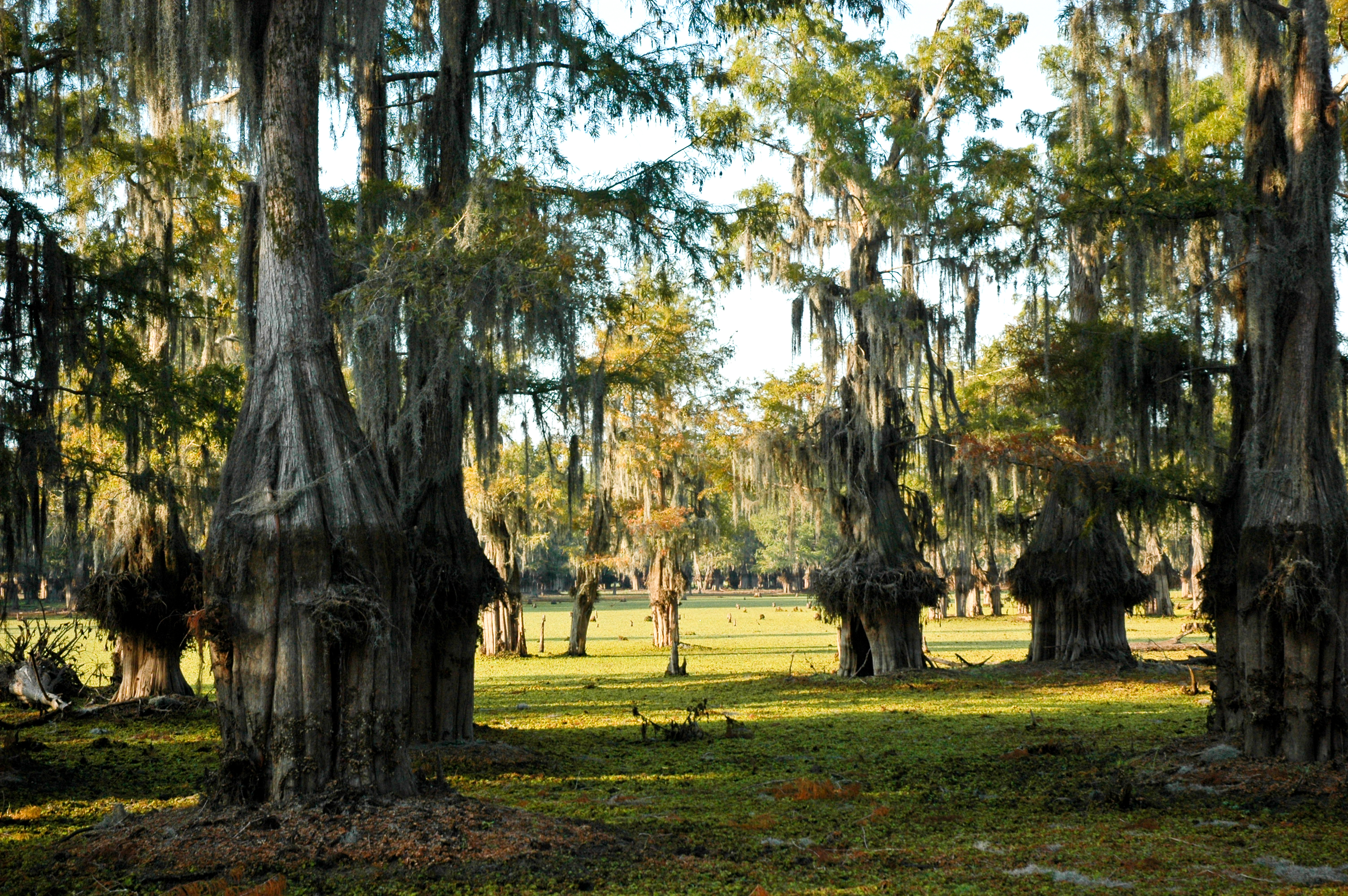 Lake Bistineau Campground