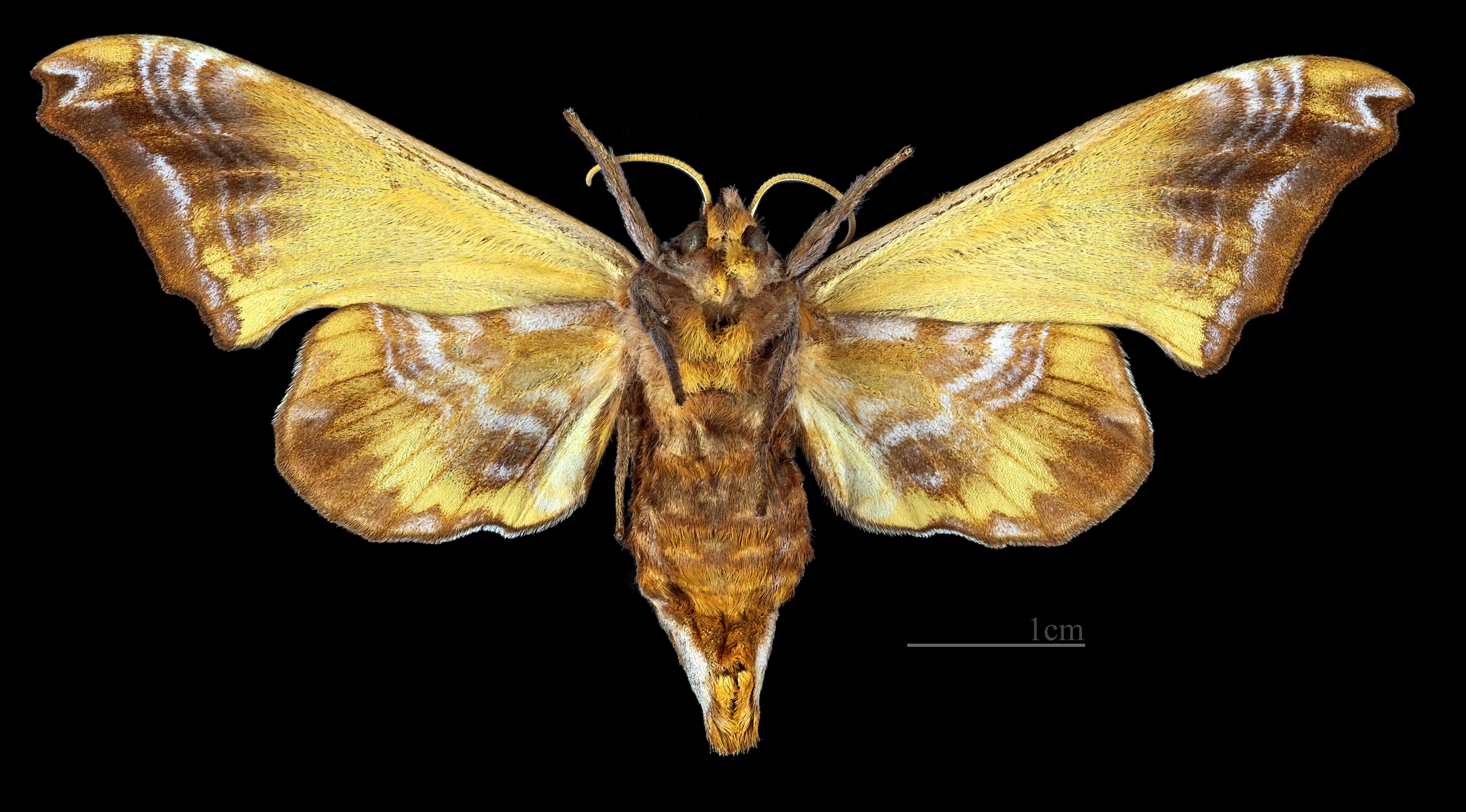 Wikimedia Commons