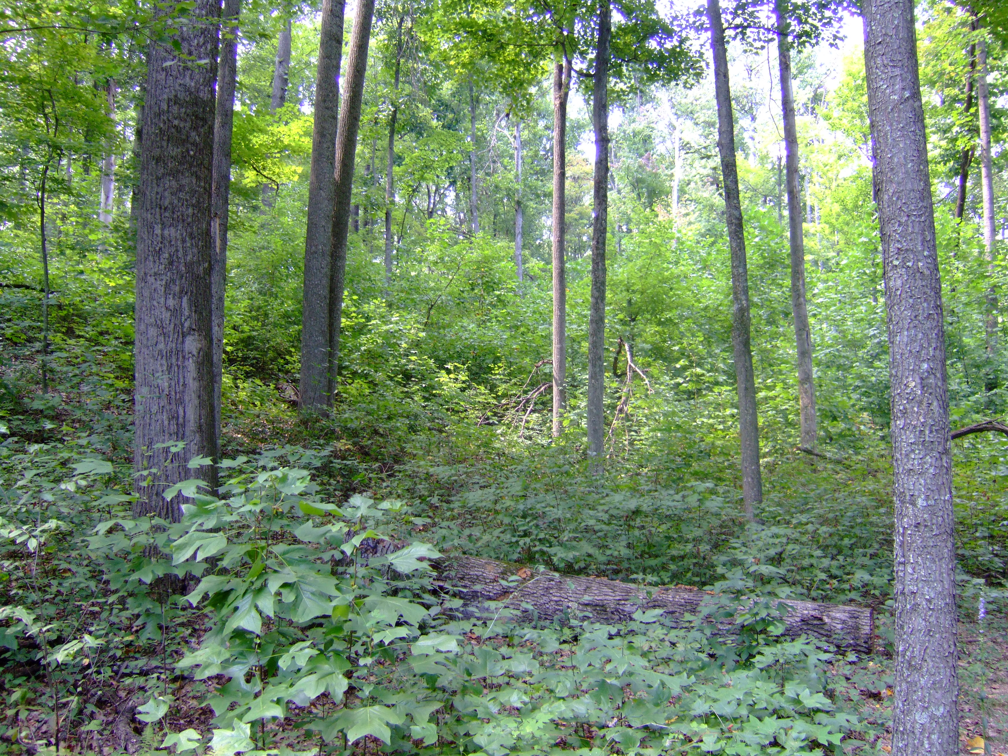 Shawnee State Park