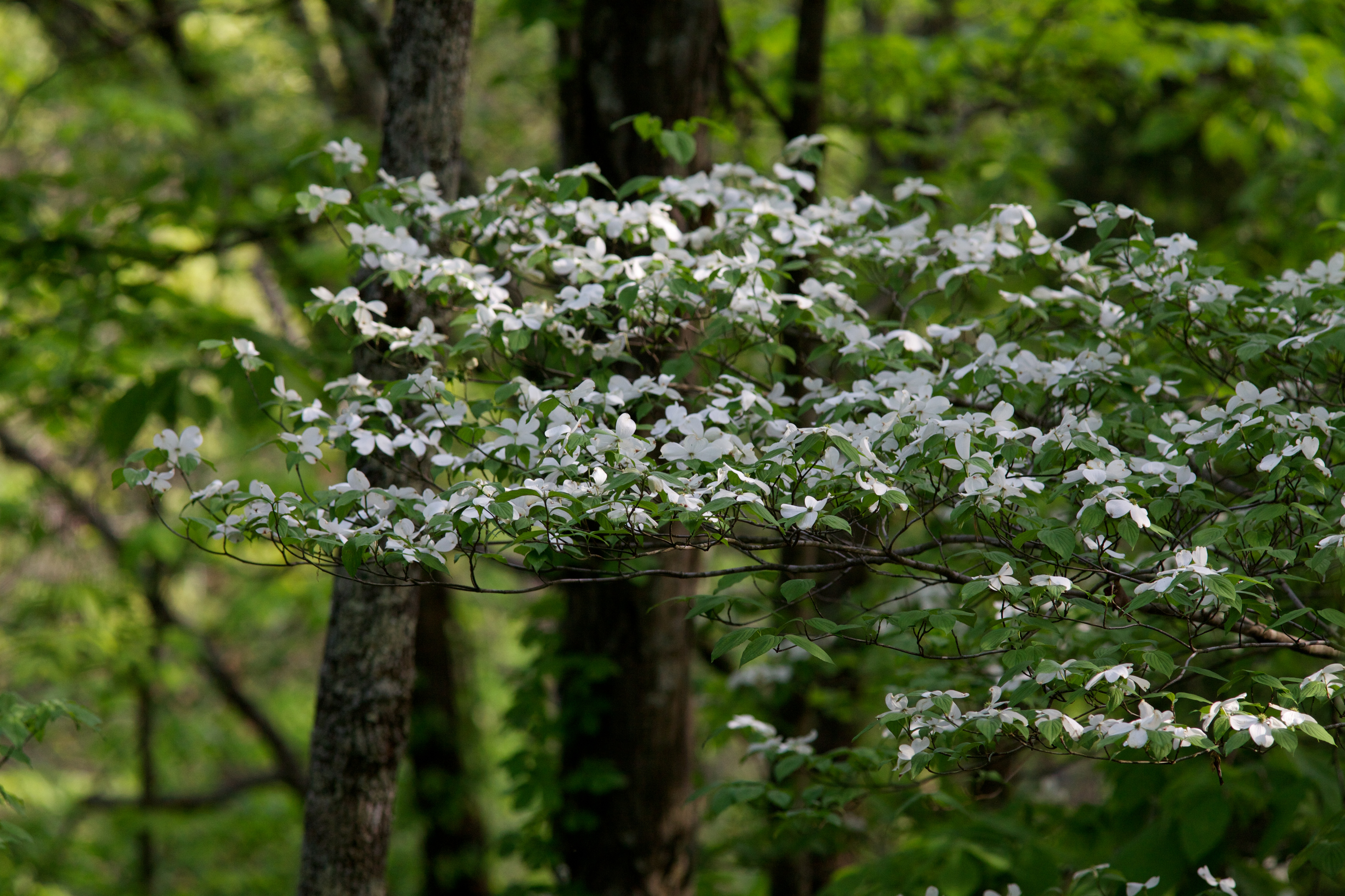 Beech Fork Campground