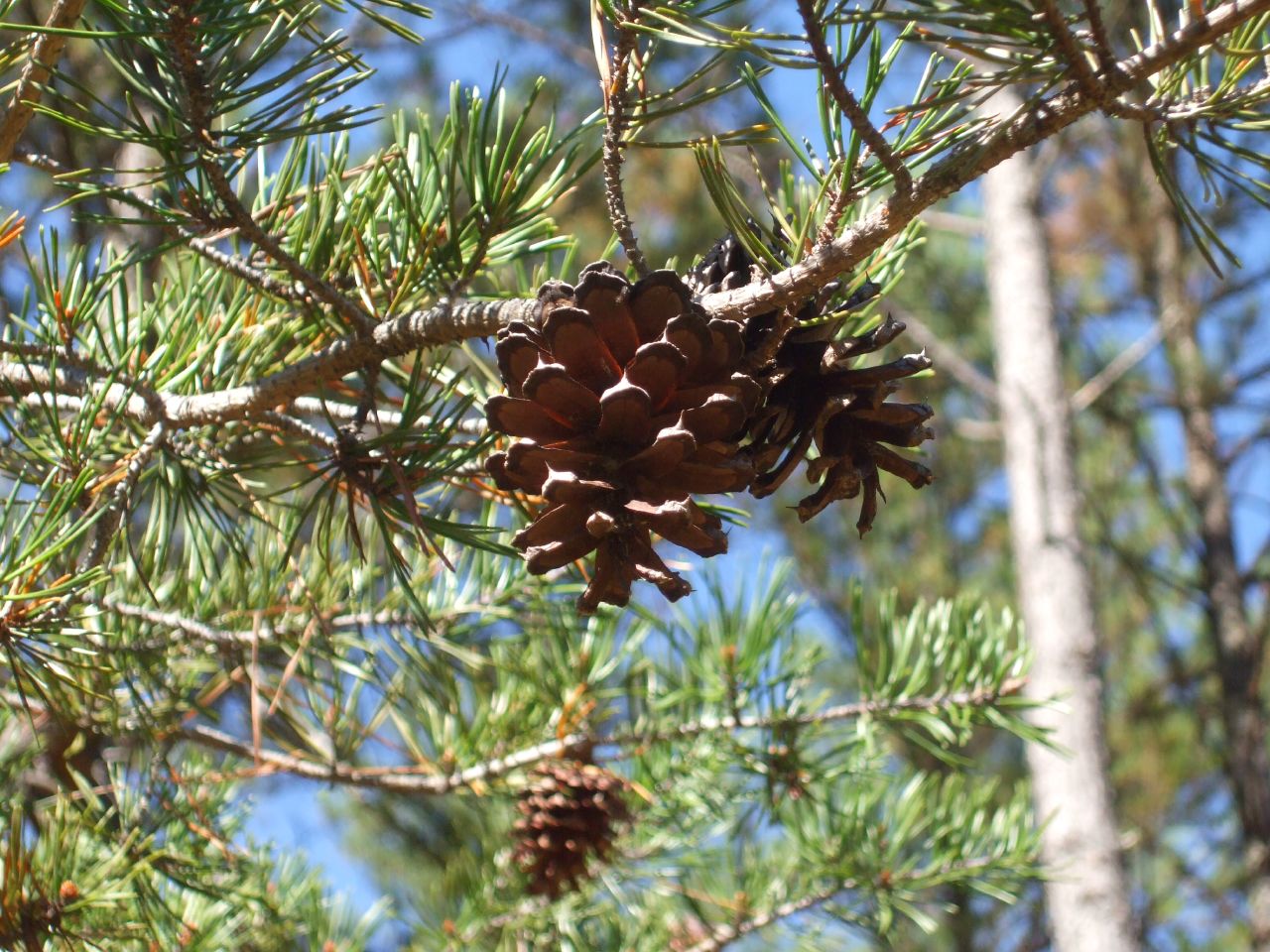 Panola Mountain State Park
