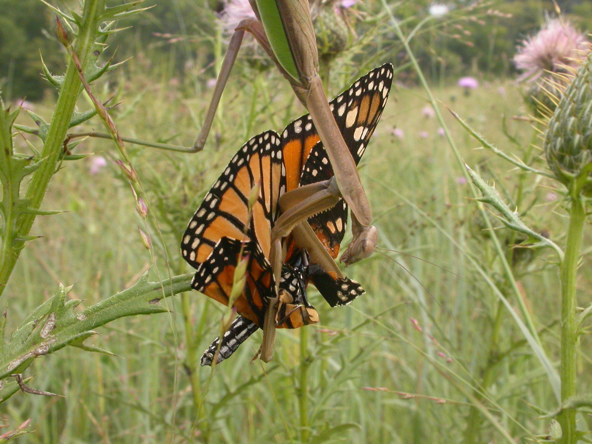 Wikimedia Commons
