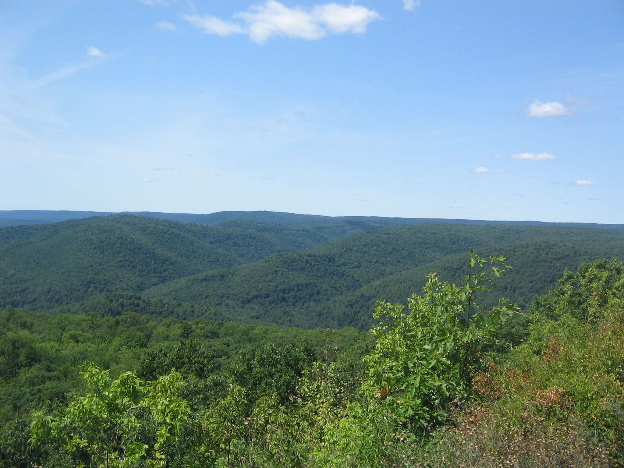 Loyalsock State Forest