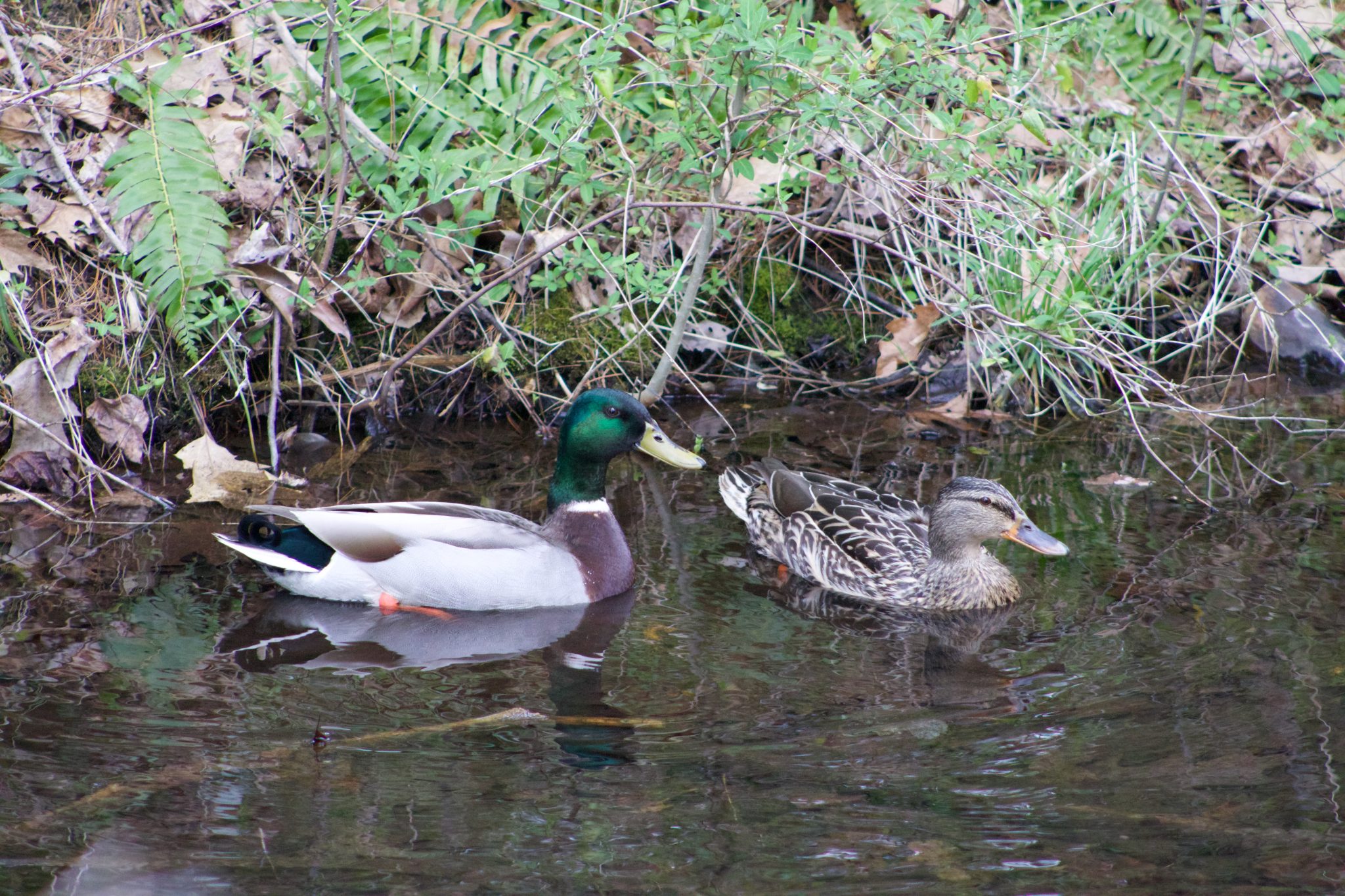 Colonel Denning State Park