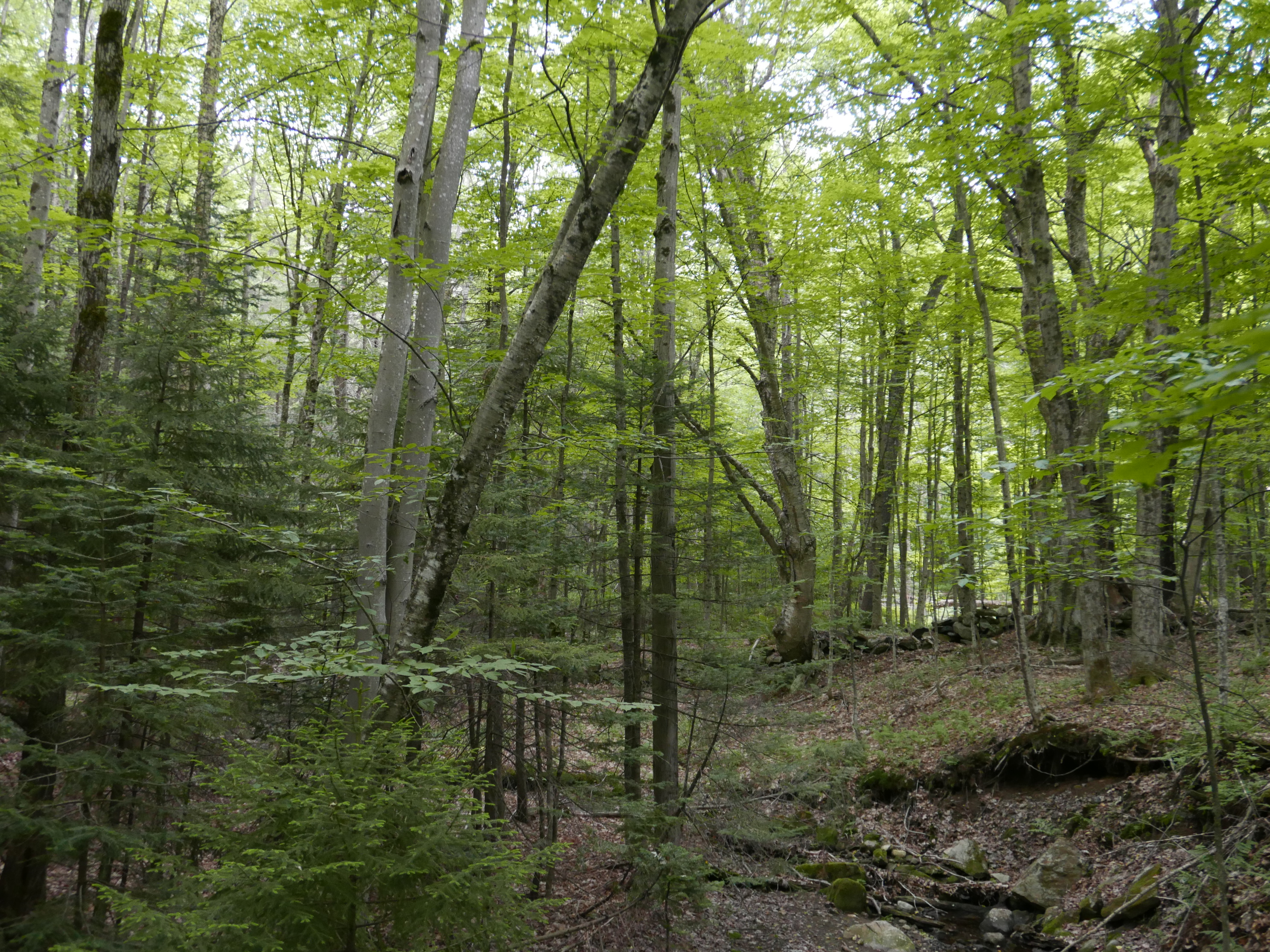 Wikimedia Commons