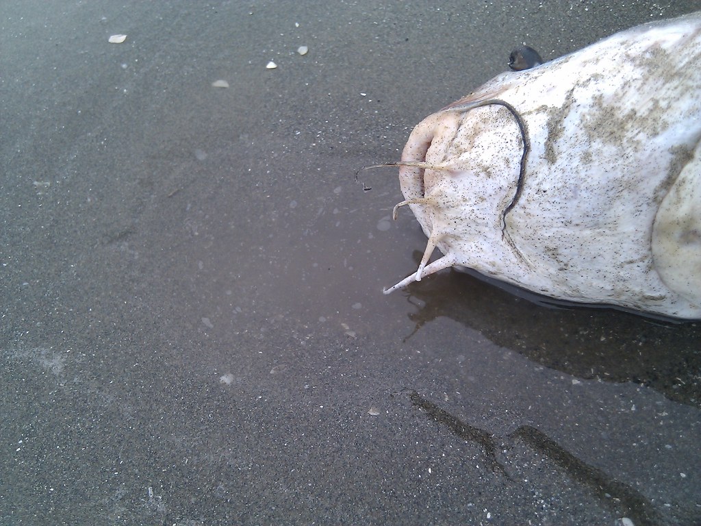 Grand Isle State Park