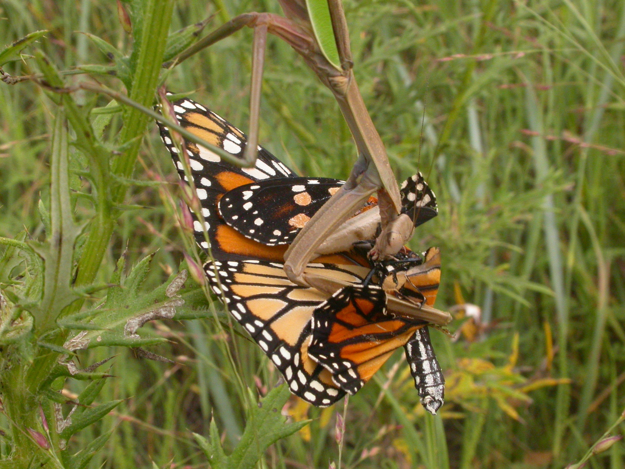 Wikimedia Commons