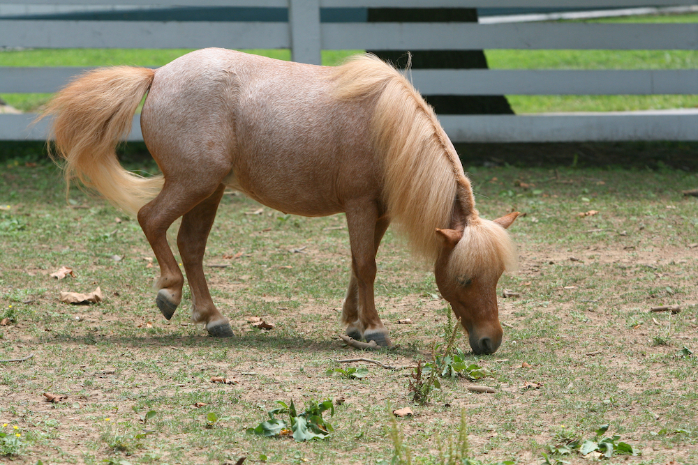 Kentucky Horse Park