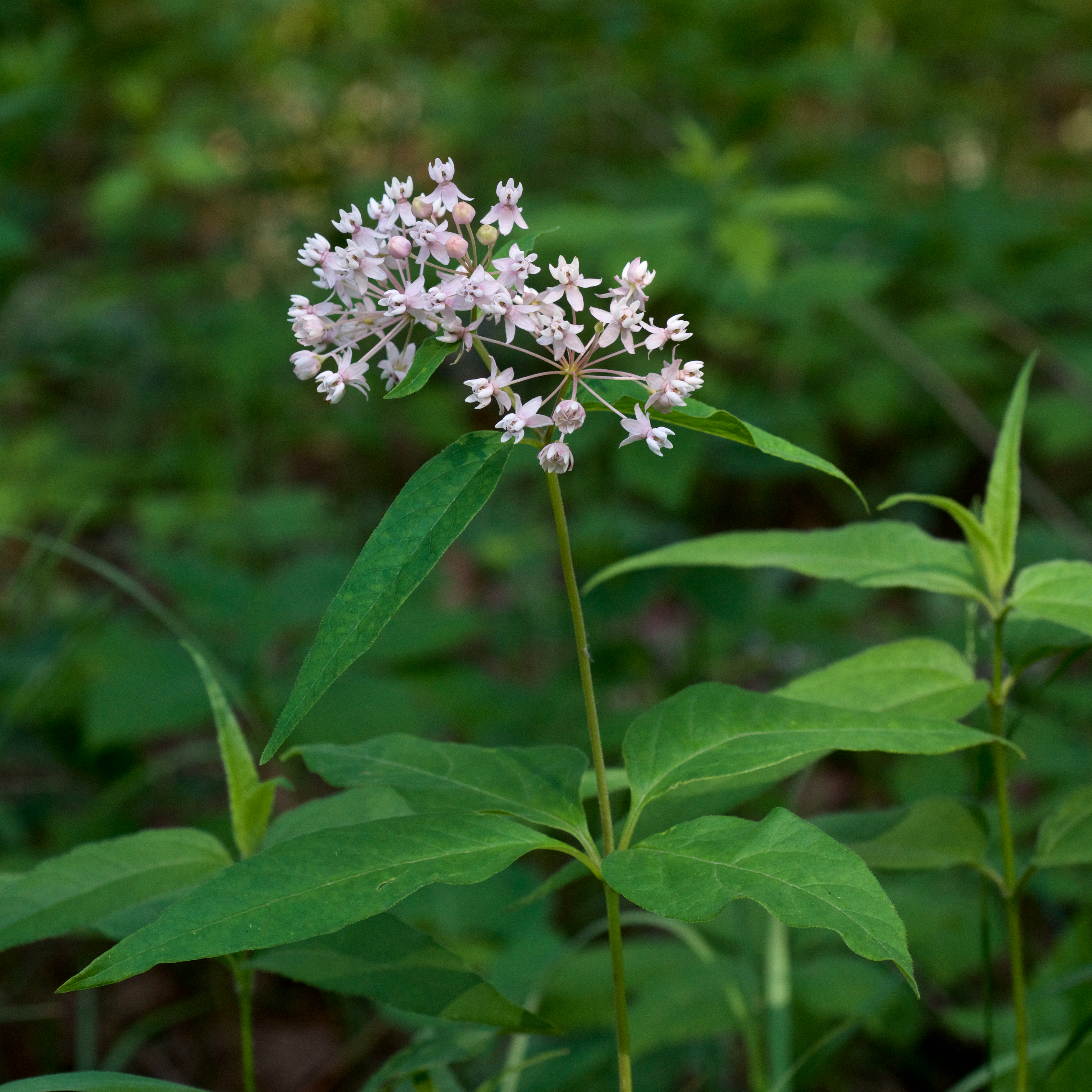 Mount Magazine State Park