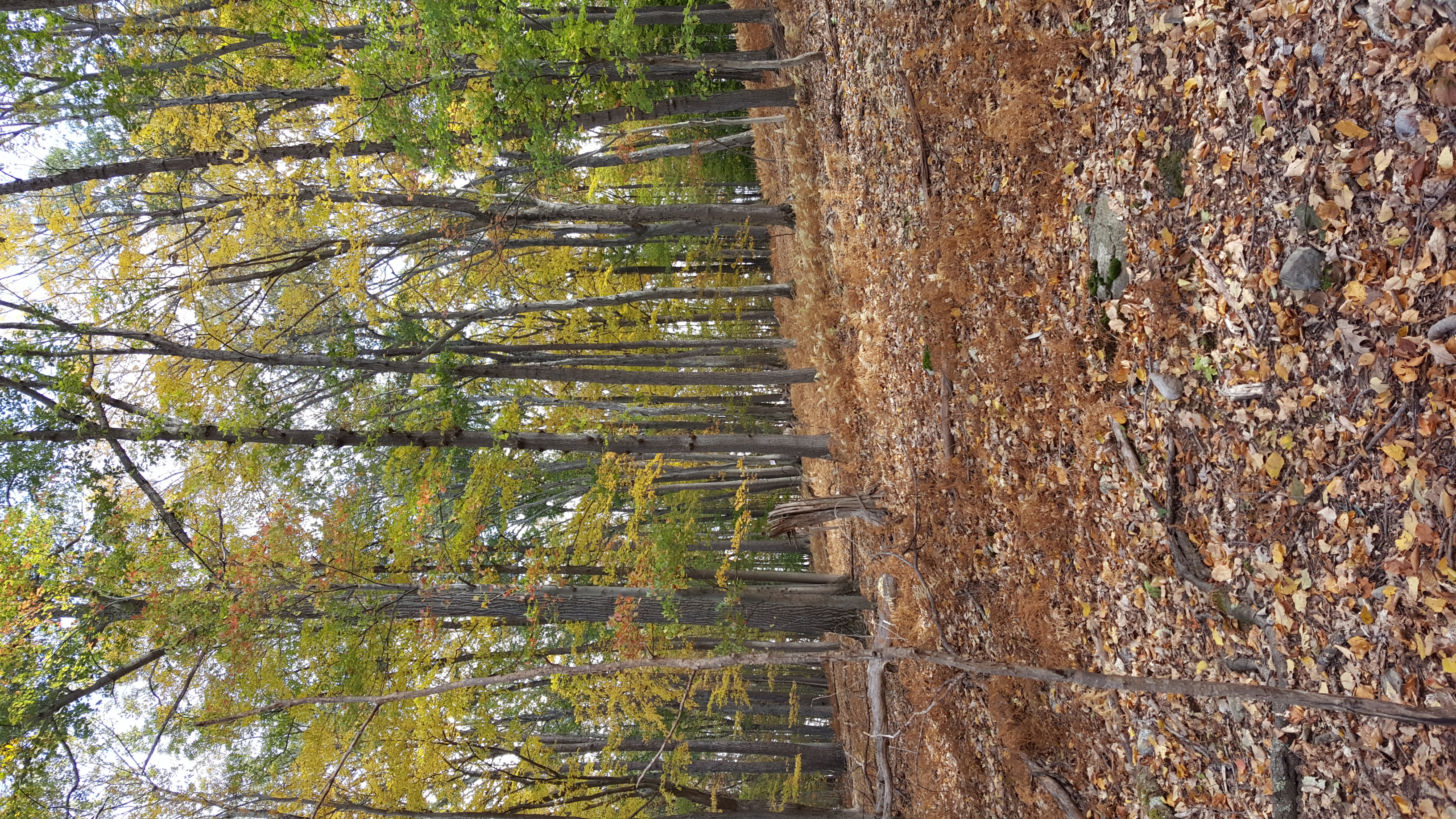 Swartswood Campground