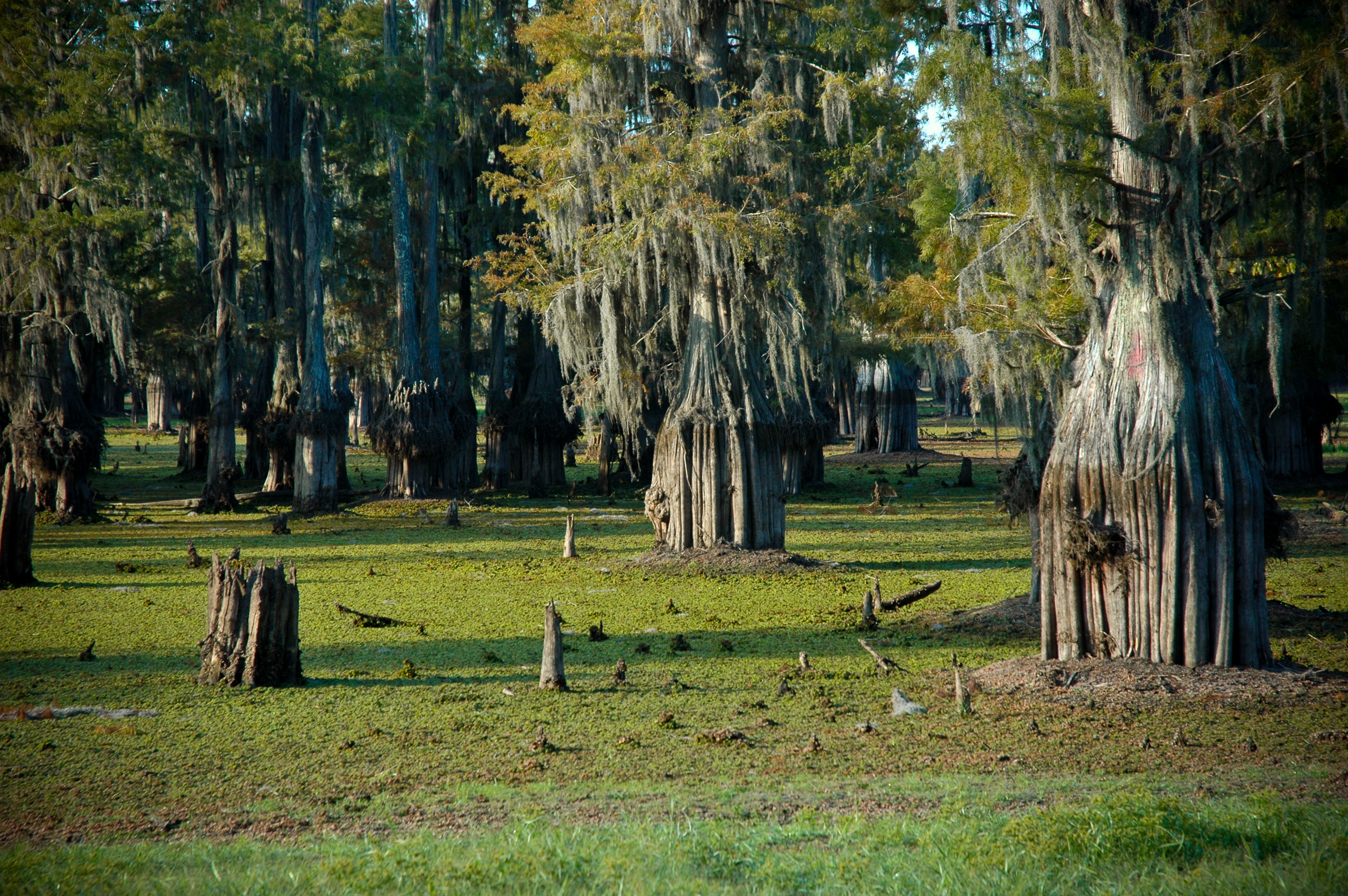 Lake Bistineau Campground