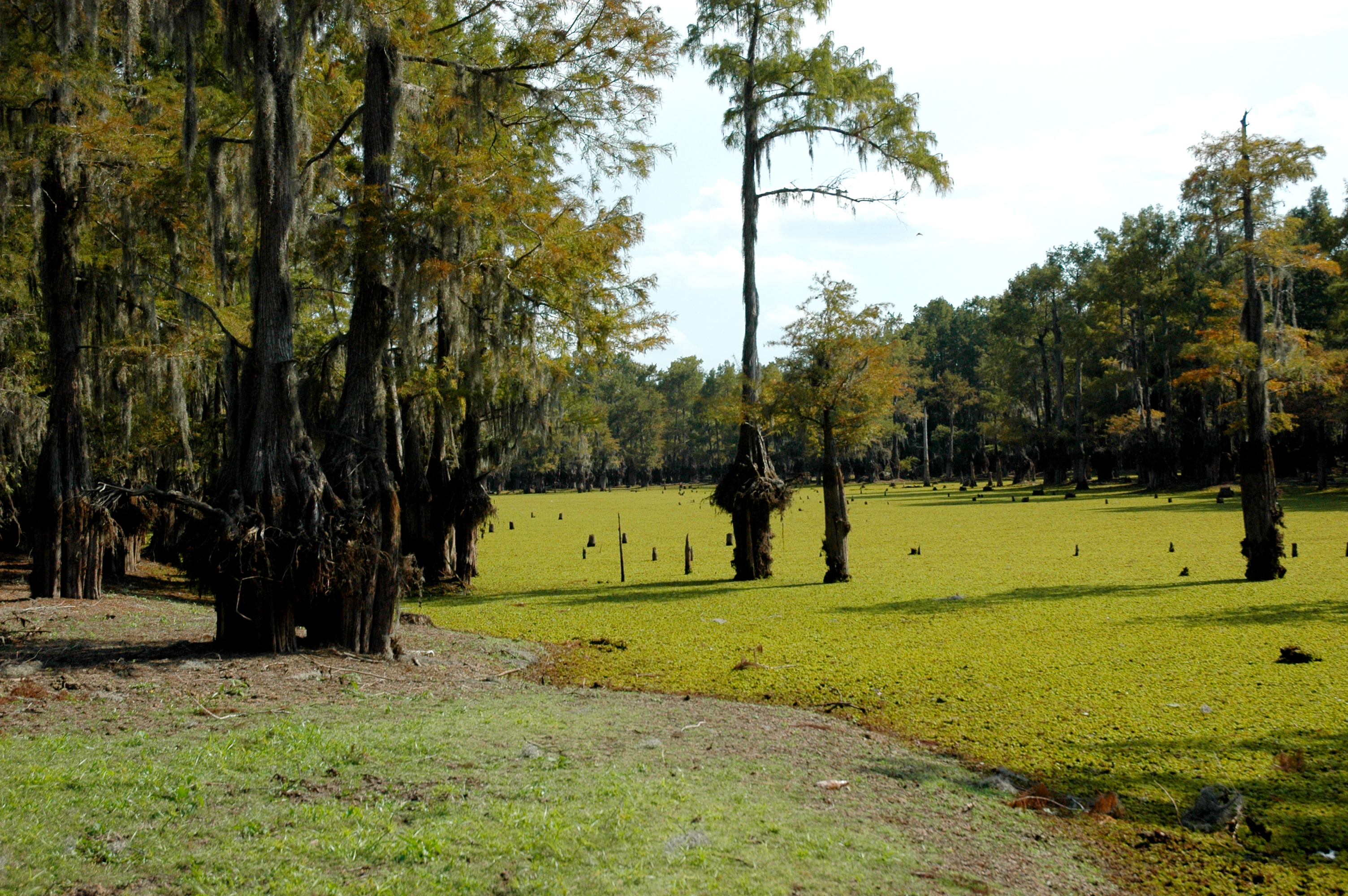 Lake Bistineau Campground